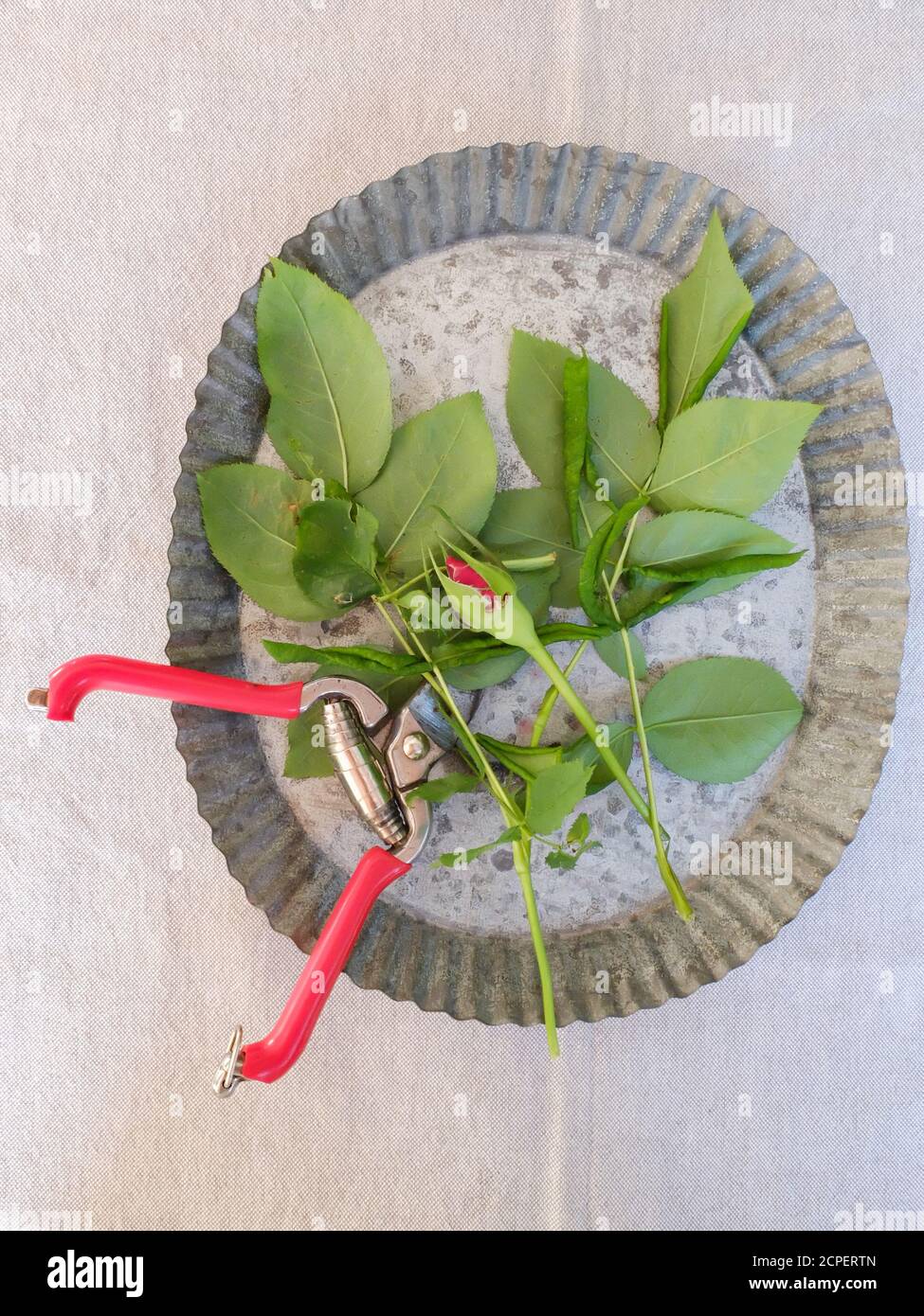 Infestation with the leaf wasp (Blennocampa phyllocolpa) is shown by rolled rose petals Stock Photo