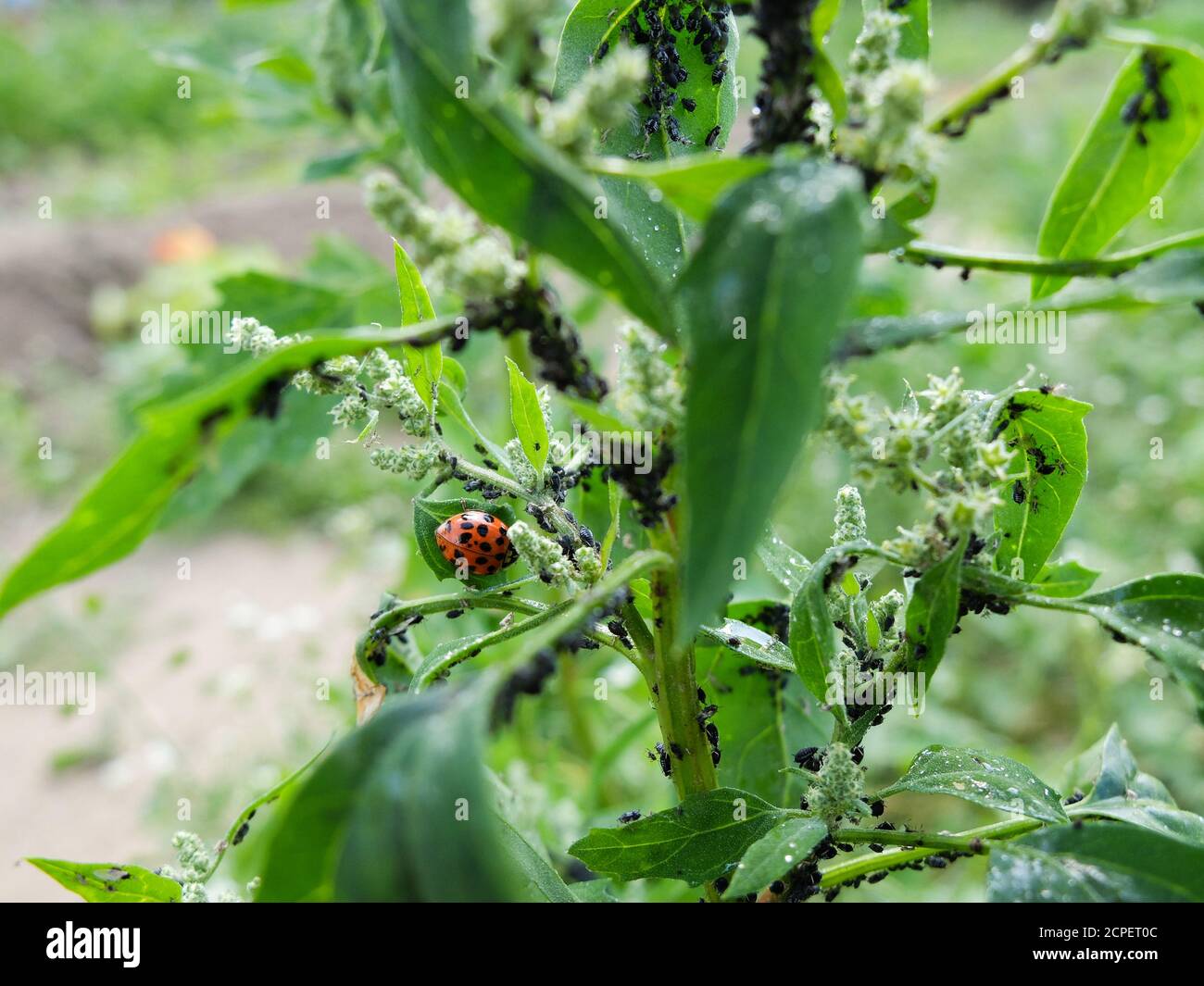 Aphids (Aphidoidea) and the ladybird on the goosefoot (Chenopodium album L.) Stock Photo