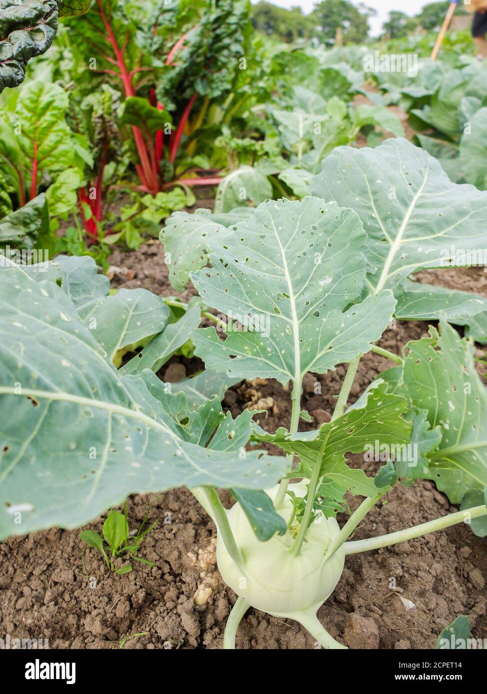 Damage from eating by the caterpillars of the small cabbage white