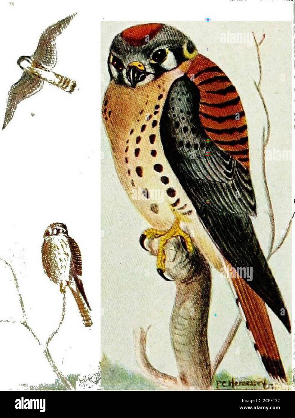 . Birds of eastern Canada . A. Duck Hawk (p. 126J.Adult Juvenile. B