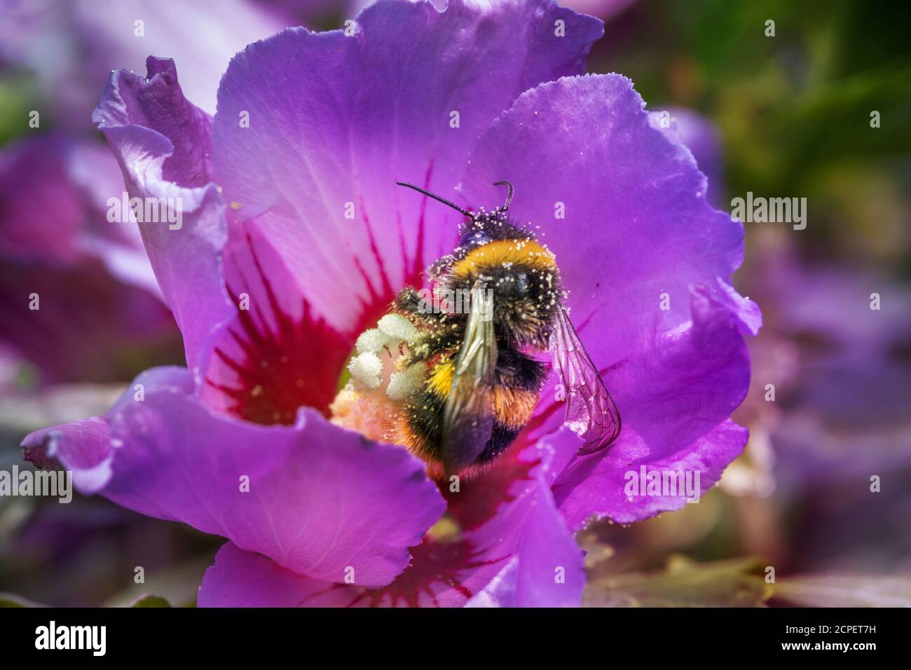 bee feeding on hibiscus flower Stock Photo