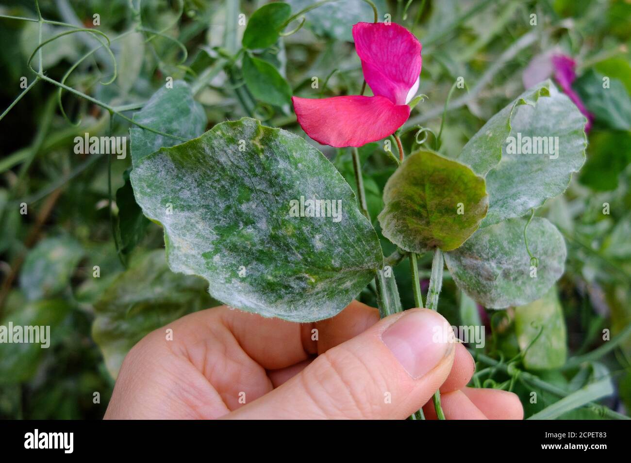 Sweet pea (Lathyrus odoratus) infested with powdery mildew (Erysiphaceae) Stock Photo