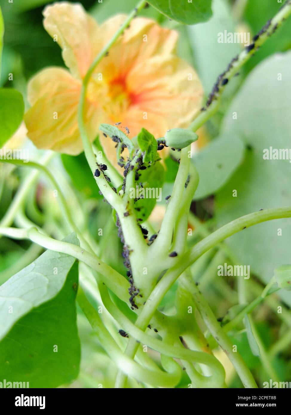 Aphids (Aphidoidea) on the nasturtium (Tropaeolum majus Stock Photo Alamy