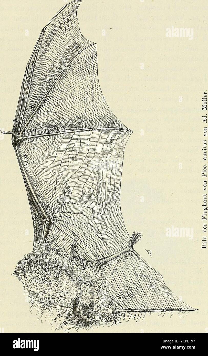 . Thiere der Heimath : Deutschlands Säugethiere und Vögel . fässreichthum fortwährend ernährt. Die Thiere besitzen in ihremdrüsenreichen Gesichte Fettwarzen, in welchen sich eine stark riechende,ölige Feuchtigkeit absondert, mittelst welcher sie die Flughaut einfetten, welchesGeschäft man sie an ihren Ruheplätzen beim Erwachen der Flugzeit oft ver-richten sieht. Die Flughaut finden wir stets als ein kühl anzufühlendes, fettesund fast kahles Hautgebilde, das mittelst der stäbeförmigen Finger wie einSchirm zum Fluge entfaltet werden kann. Je nach ihren Abschnitten oderFeldern begrenzt sich diese Stock Photo