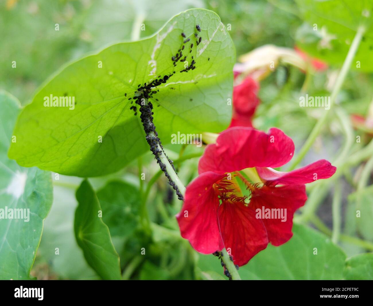 Aphids (Aphidoidea) on the nasturtium (Tropaeolum majus Stock Photo Alamy