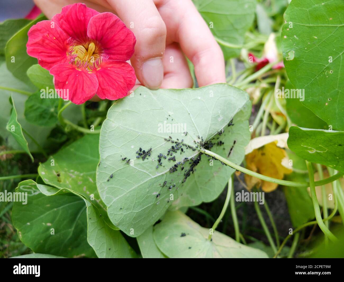 Aphids (Aphidoidea) on the nasturtium (Tropaeolum majus Stock Photo Alamy