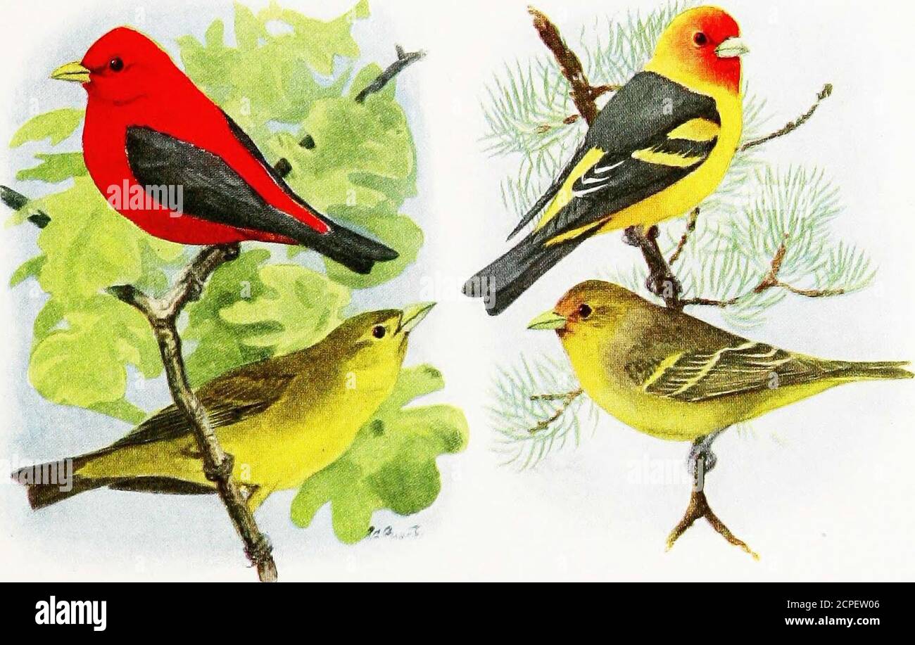 . The book of birds, common birds of town and country and American game birds . Tree SwallowScarlet Tanacer Male, upper; female, lower Cliff or Eaves SwallowWestern Tanager Male, upper; female, lower 31 INDIGO BUNTING (Passerina cyanea) LAZULI BUNTING (Passerina amcena) I,cn,!4lli, alMiit 5j inclus. T]ie male is easilyiilenlilied by tile rich Miie cnl(ir, with black-wings and tail. The female is warm brown. Range: Breeds from eastern North Dakota,central ]Iinnesota, northwestern Michigan,southern Ontario, and southern New Bruns-wick to central Texas, southern Louisiana,central Alabama, and ce Stock Photo