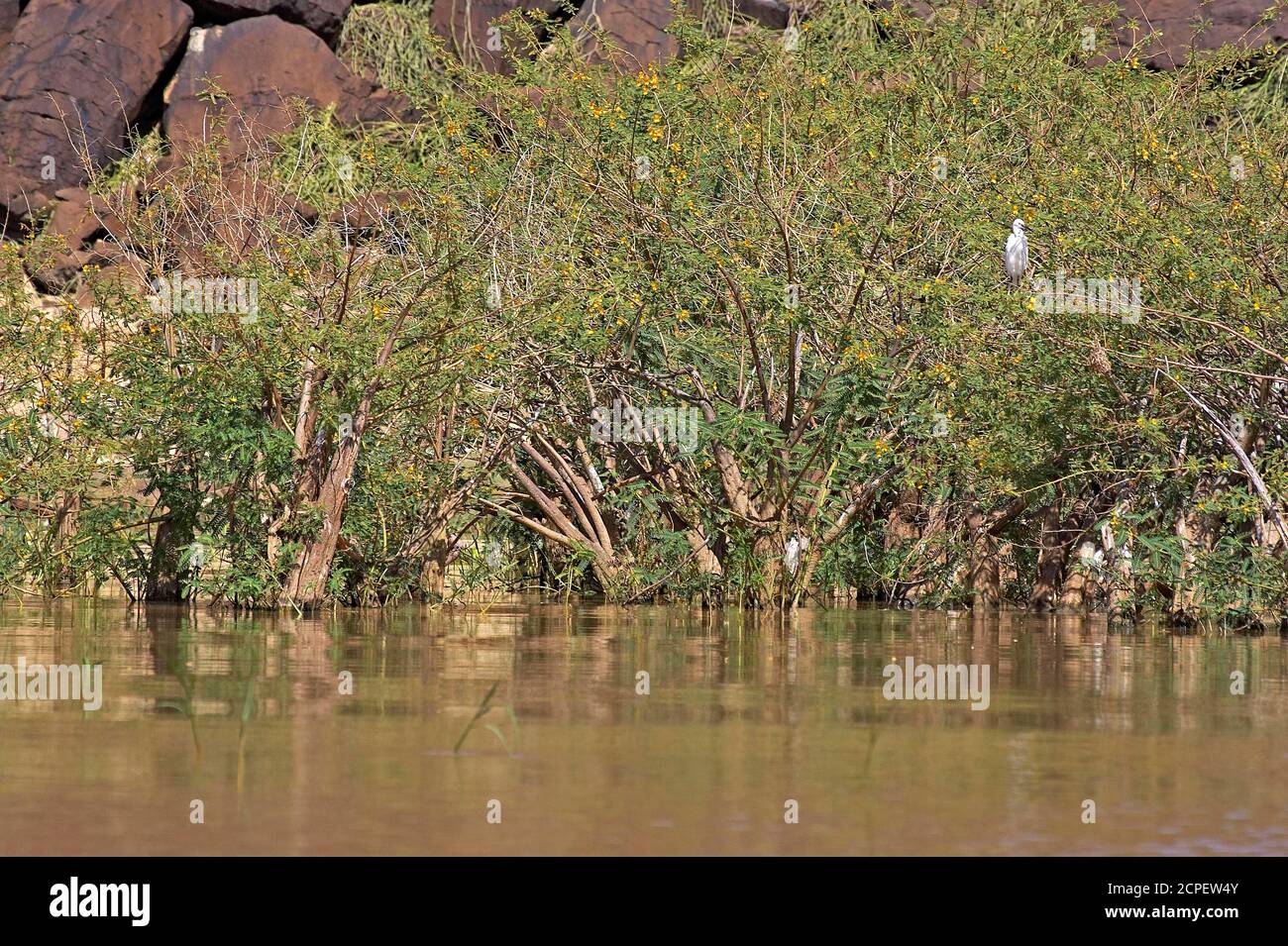 Balsa Wood Tree, aeschynomene elaphroxylon, Trees at Baringo Lake in Kenya Stock Photo