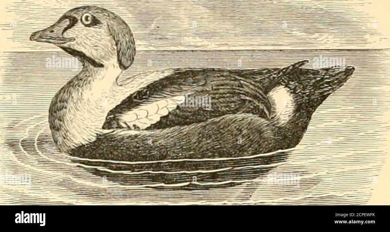 . The water birds of North America . o.9571), are of a uniform light grayish-green color, with an olive shade, and measurefrom 2.95 to 3.20 inches in length, and from 1.95 to 2.10 in breadth. Somateria spectabilis. THE KING EIDER. Anns spectabilis, Linn. S. N. ed. 10, I. 1758, 123 ; ed. 12,1. 1768, 195. Somateria spectabilis, Boie, Isis, 1822, 564. — Sw. & Rich. F. B. A. II. 1831, 447. — Baird, B. N. Am. 1858, 810 ; Cat. N. Am. B. 1859, no. 608. — Coues, Key, 1872, 29:1 ; Check List, 1873, no. 515 ; 2d ed. 1882, no. 736 ; B. N. W. 1S74, 581. — RlDGW. Rom. N. Am. B. 1881, no. 629.Fuligvla {Soma Stock Photo