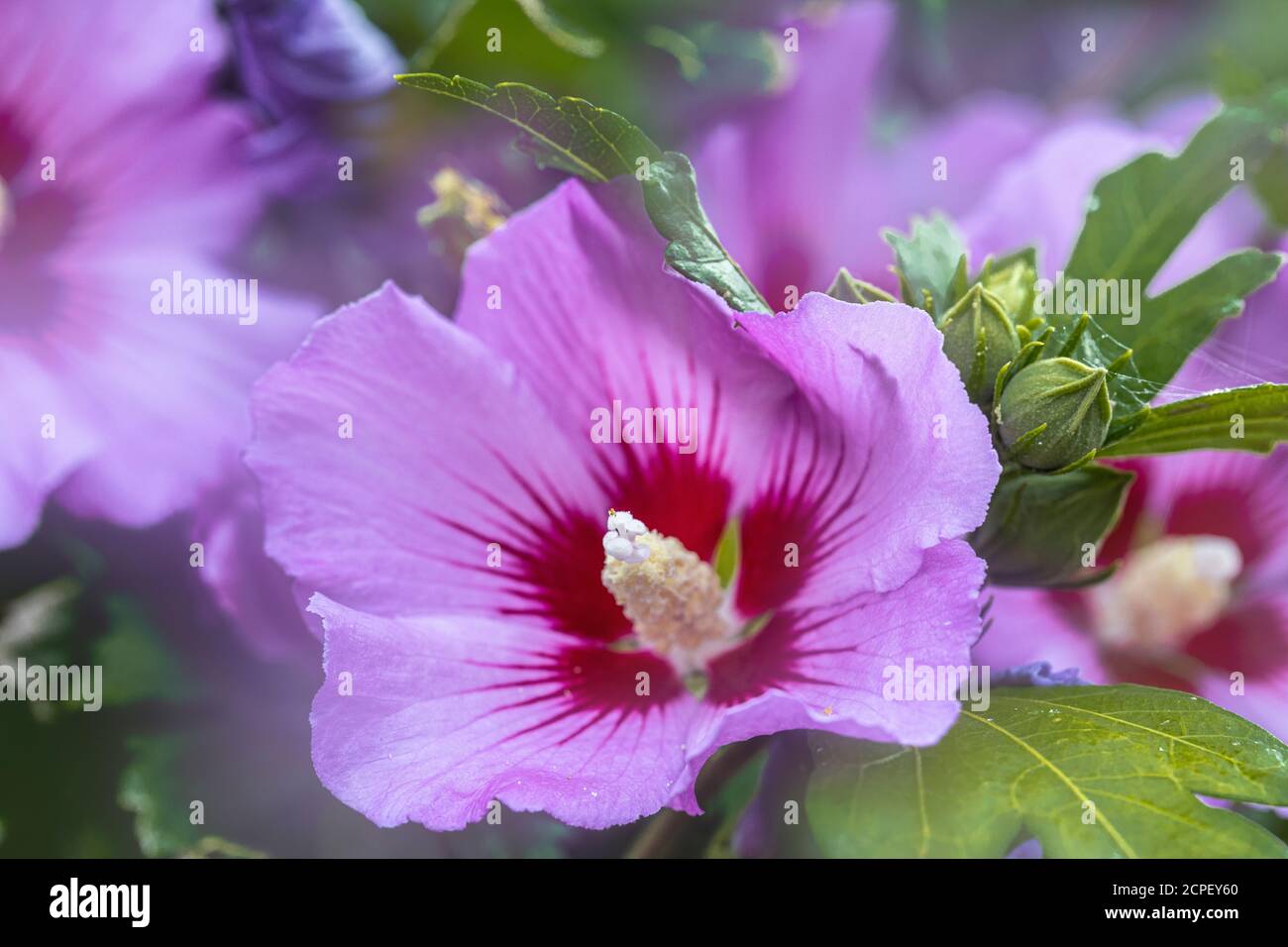 soft image of purple hibiscus flower Stock Photo