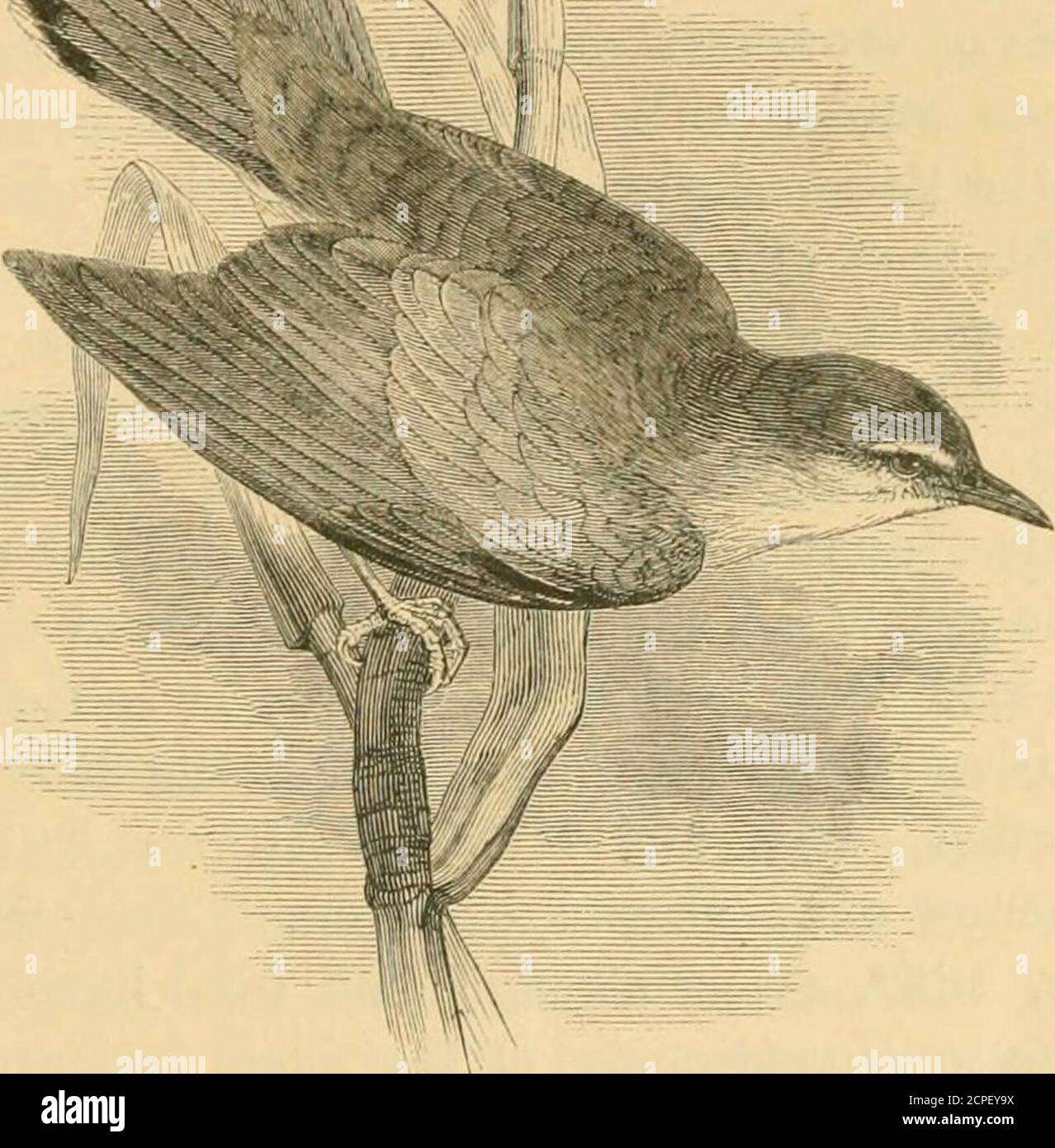 . A history of British birds . RiiFons VA.iim,F,i{. 355 PASHERES. ^yi VIJO^E. k^. -li. Aedon galactodes (Temminck*).THE RUFOUS WARBLER. Salicaria galaciotes. Aedon, F. Boief. — Bill long and strong, with the culmen curved and much cora-l&gt;ressed at the tip, hardly notched ; nostrils supernal, small and oval ; the gapewithout bristles. Wings with the first quill short, the second nearly as long asthe third and fourth, which are longest. Tail long and rounded. Tarsi long,with broad scales in front. Toes short, the inner nearly as long as the outer,which are partly united to the middle toes at Stock Photo