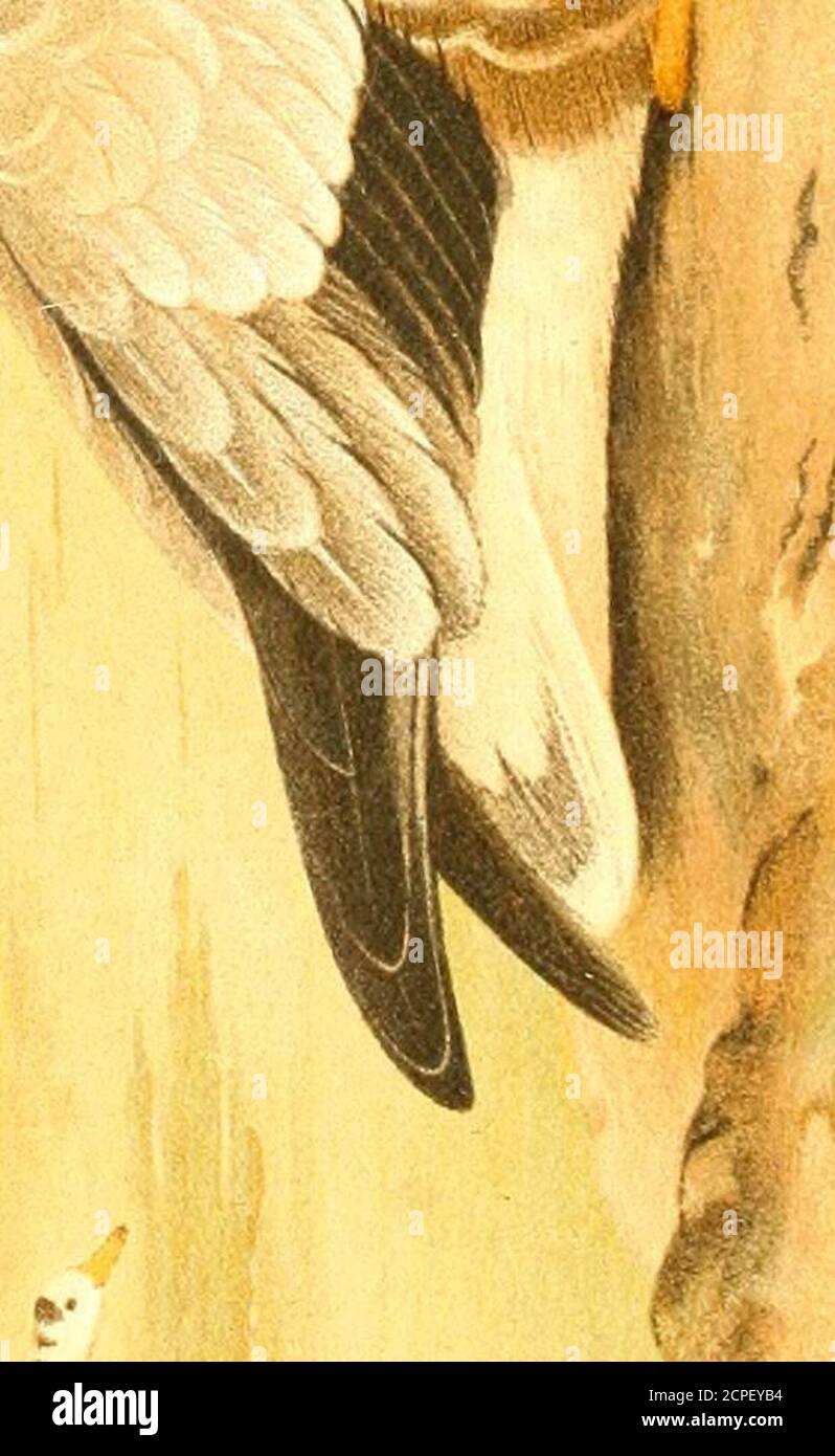 The Game Birds Of India Burma And Ceylon I F 1 Uj Oo O V Gt Q 3 I Uj R N Q O W Lt E U X Lt Lt Gq R Stock Photo Alamy