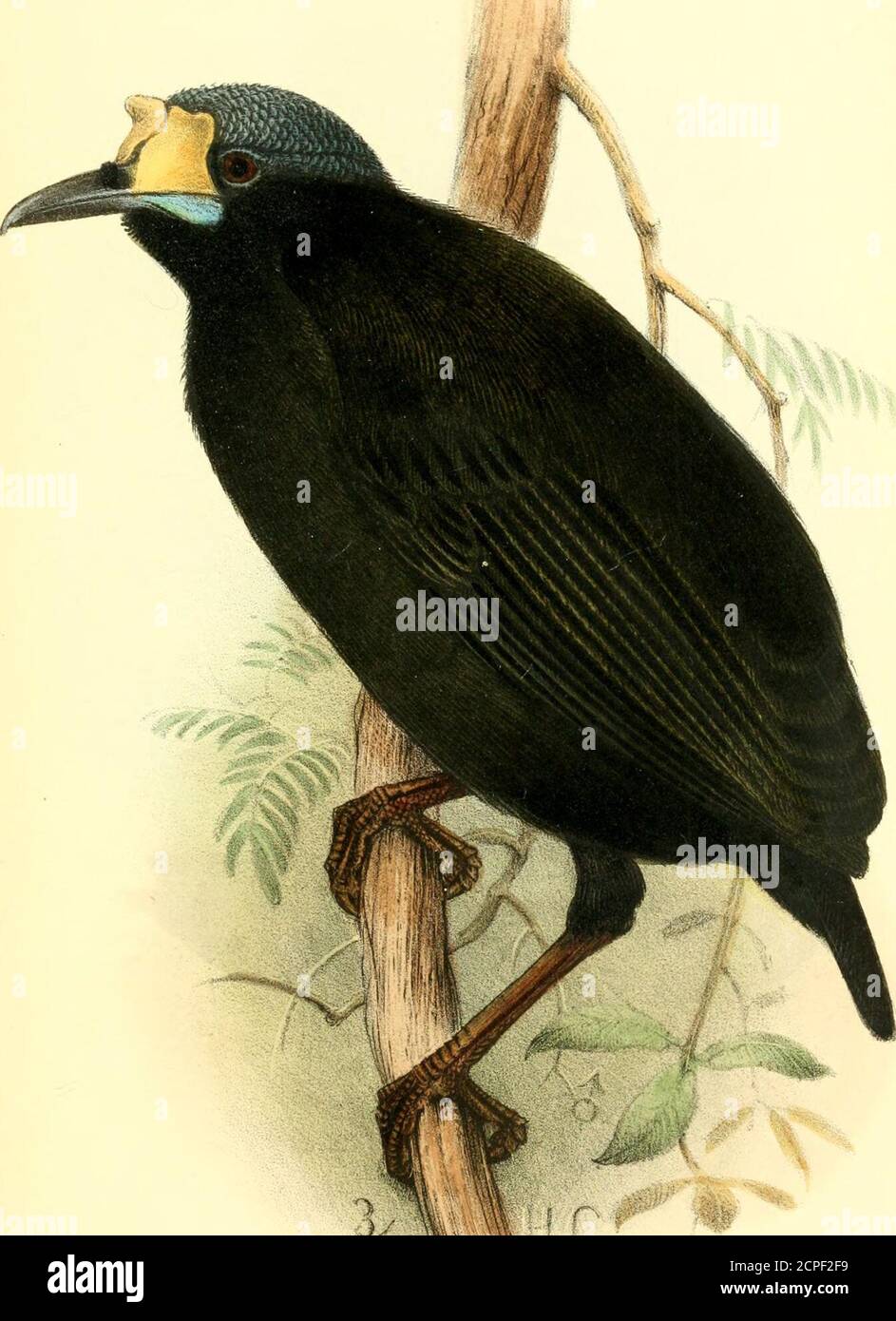 The Ibis . ProclamationproJiibitiiuj the hlllnxj, ^t.oj Wild Birds in  Mauritius. The shooting, killing, taking in any place, and also  thepurcliase, sale, or exhibition for sale in any pul)lic ])lace, oftlie