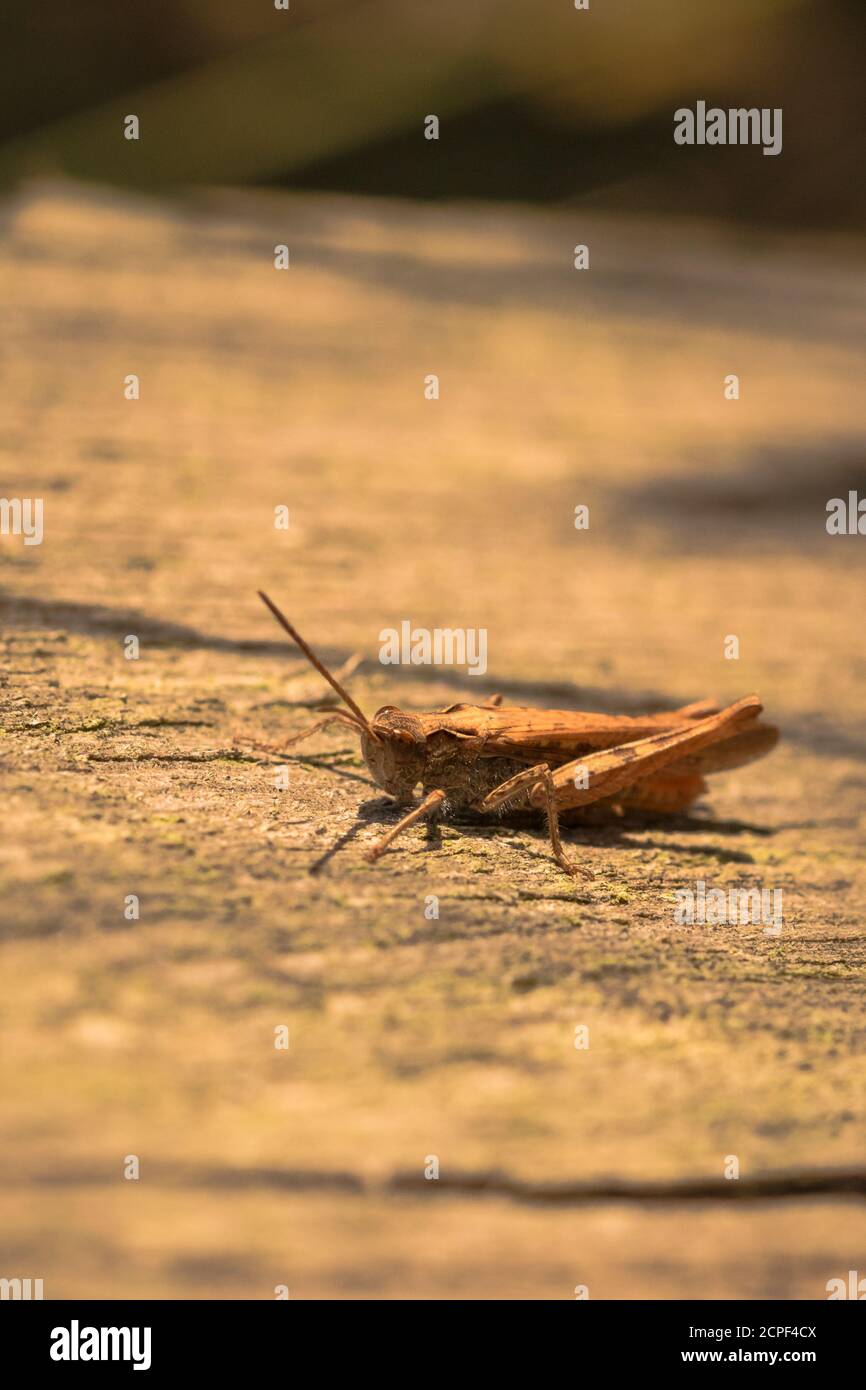 A common field grasshopper (Chorthippus brunneus) sits on a fence post within Thetford Forest, Suffolk Stock Photo