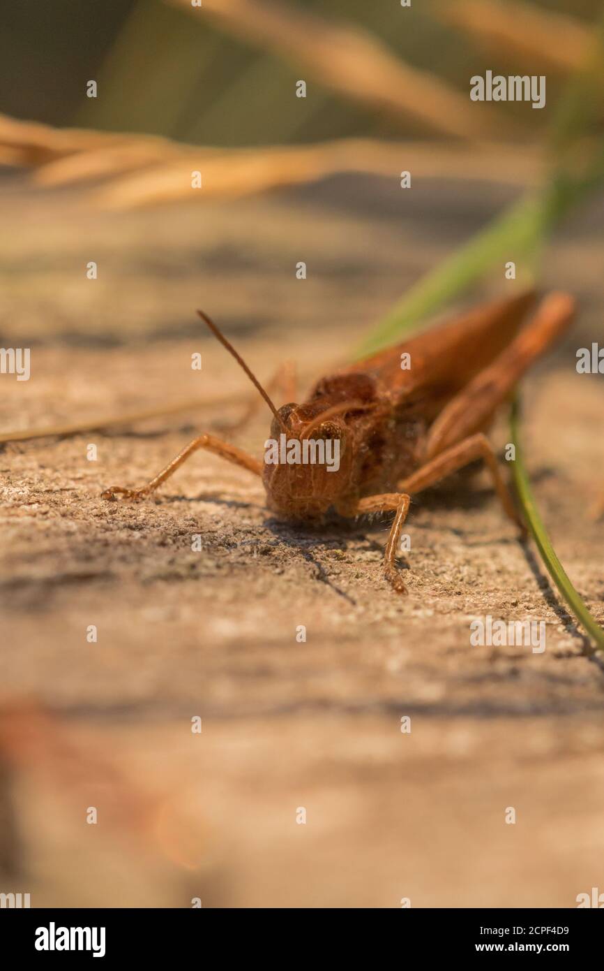 Head on photo of a common field grasshopper (Chorthippus brunneus) sitting on a fence post in Thetford Forest in Suffolk Stock Photo