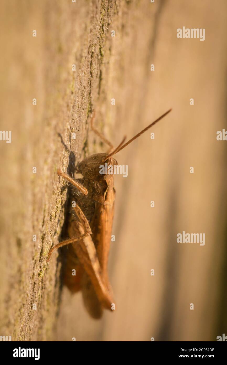 A little common field grasshopper (Chorthippus brunneus) sits on a fence post in Thetford Forest, Suffolk Stock Photo