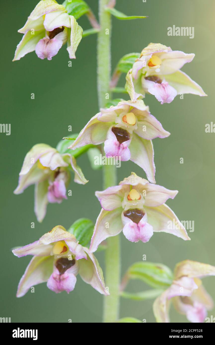 Broad-leaved helleborine (Epipactis helleborine), wild orchid flower in Dolomites, Belluno, Veneto, Italy Stock Photo