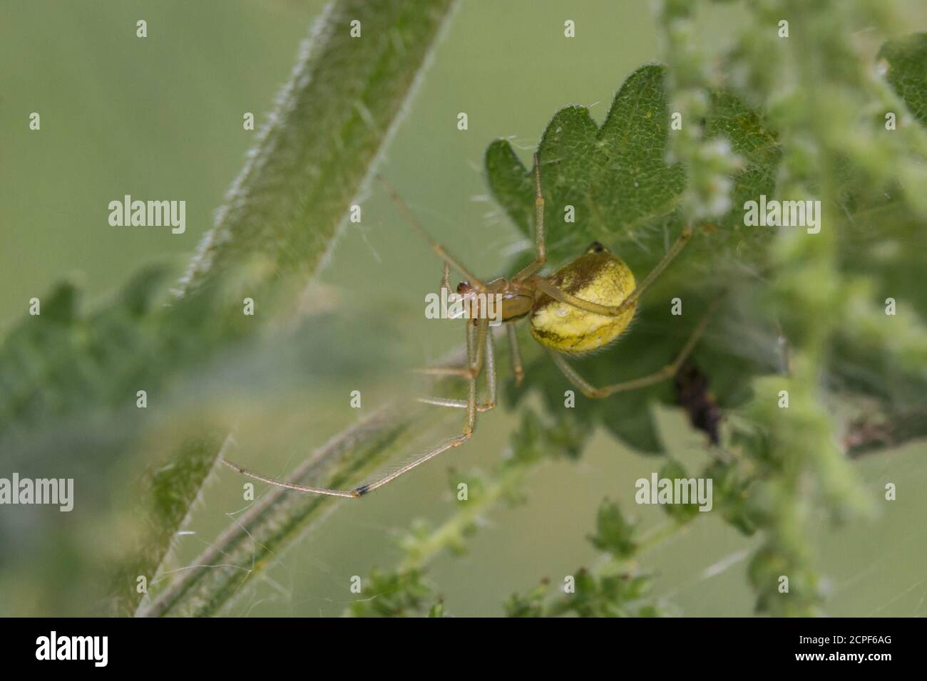 The small brown and yellow Enoplognatha ovata spider hides amongst the vegetation alongside the path at Lakenheath Fen in Suffolk Stock Photo