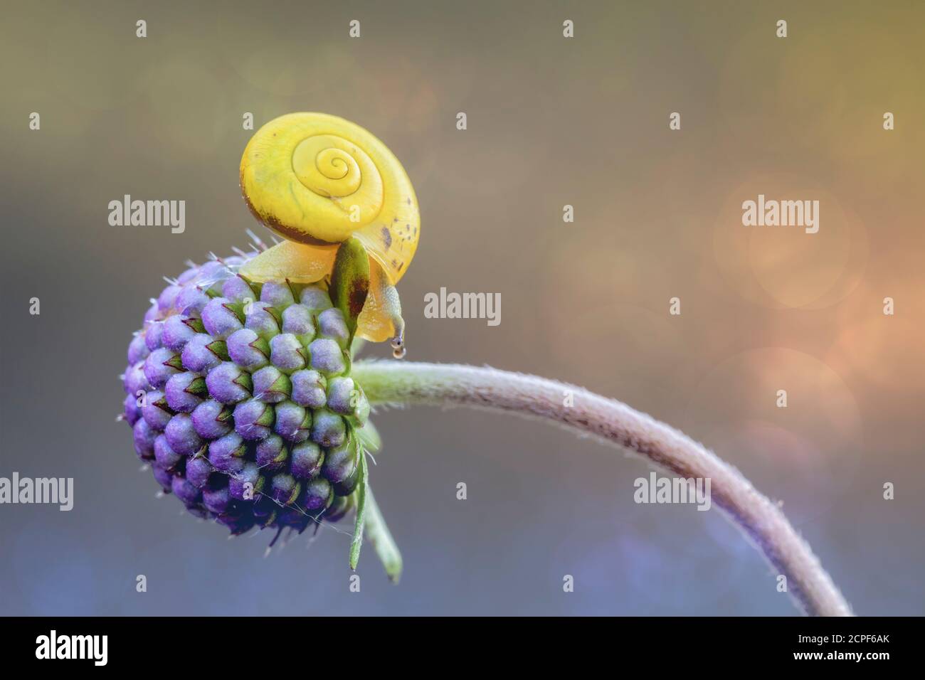 yellow snail over a purple flower, close up, dolomites, italy Stock Photo
