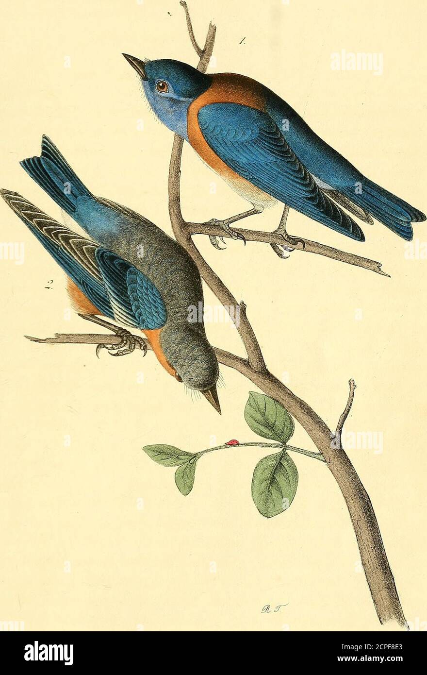 . The birds of America : from drawings made in the United States and their territories . first heard and sawthis species, they were exceedingly shy, probably in consequence of thepresence of birds of prey, which prowled around, and it was with difficultythat we got sight of them, but afterwards, in the vicinity of Santa Barbara,in Upper California, I saw them in considerable numbers, and very familiar,making at this time (April) their nests in the knot-holes of the oaks whichabound in the neighbouring plains. We first met a flock of young birdsalone, in the winter, near to Fort Vancouver, flit Stock Photo