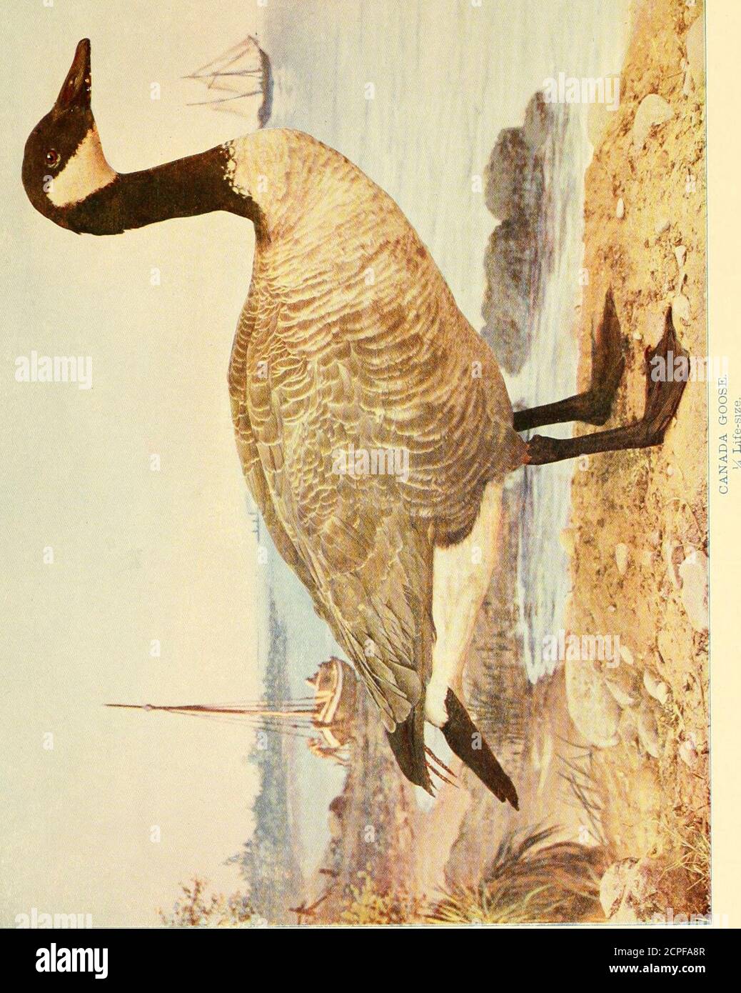 . Birds that hunt and are hunted life histories of one hundred and