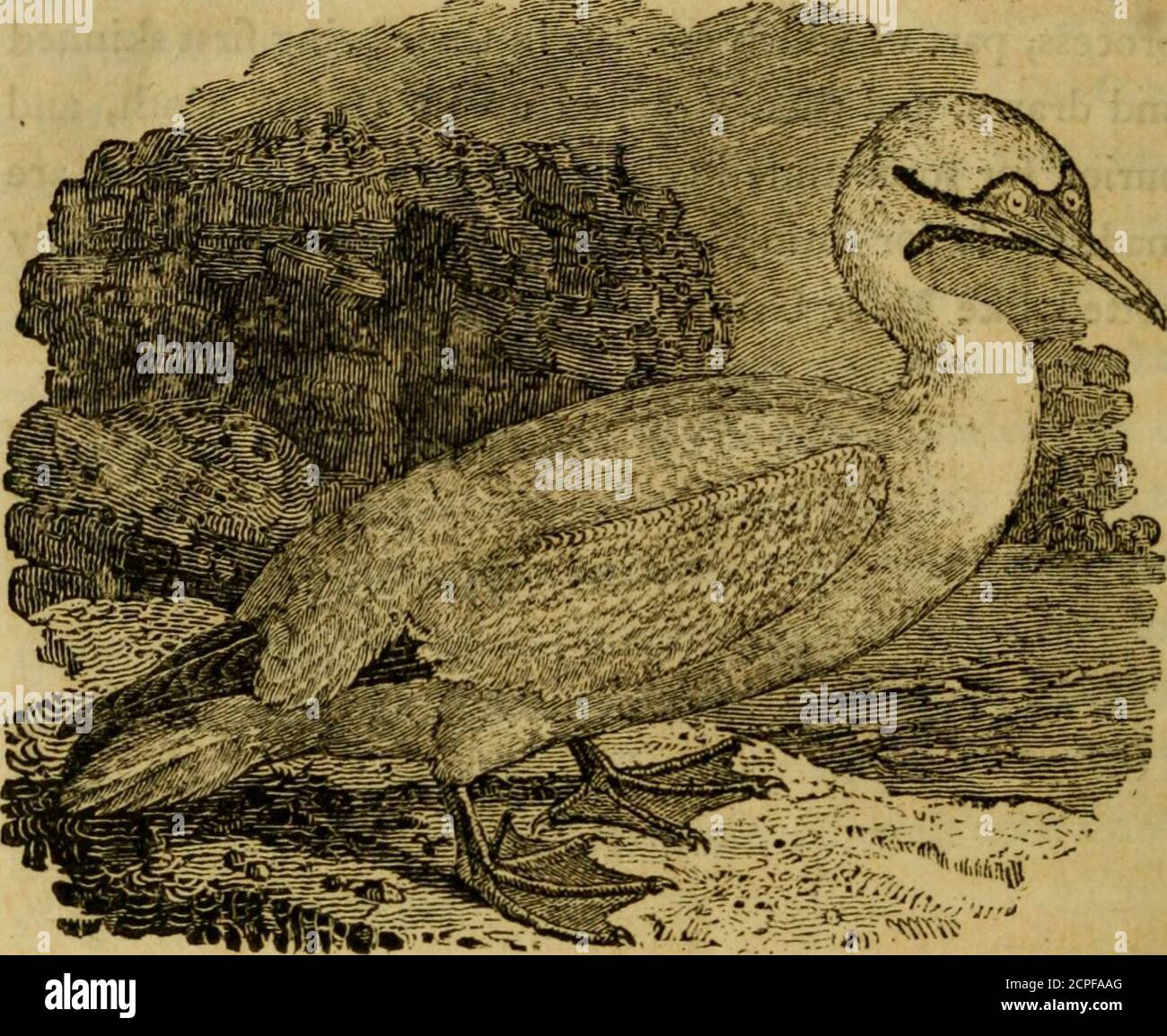 A history of British birds : the figures engraved on wood . 354 BRITISH  BIRDS... THE GANNET, GAN, SOLAND OR SOLAN GOOSE.(Pelicanus bajfanusf  Lin.—Le Fou de Baffariy Buff.) The Gannet Is