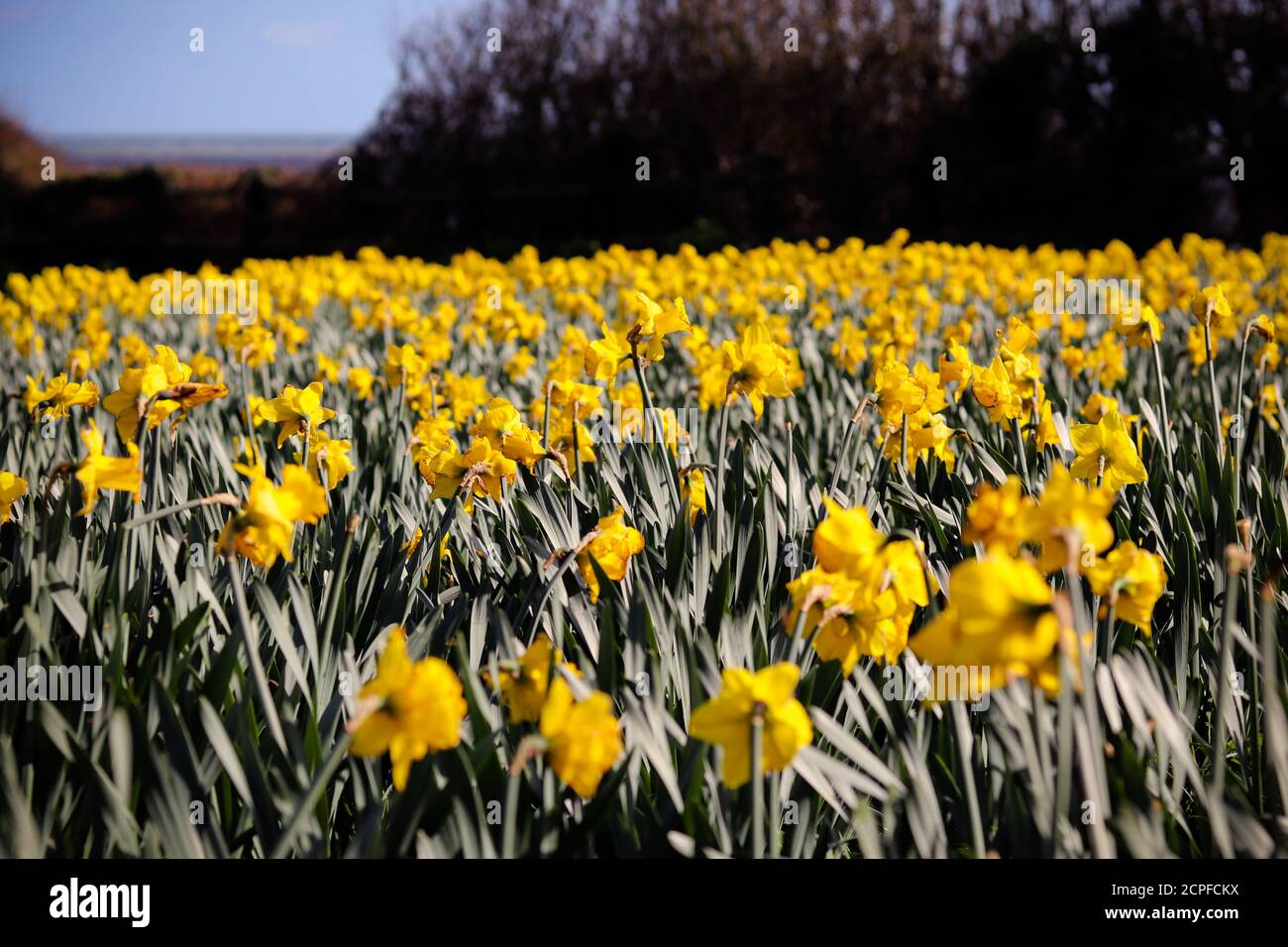 Plant daffodil bulbs lawn hires stock photography and images Alamy