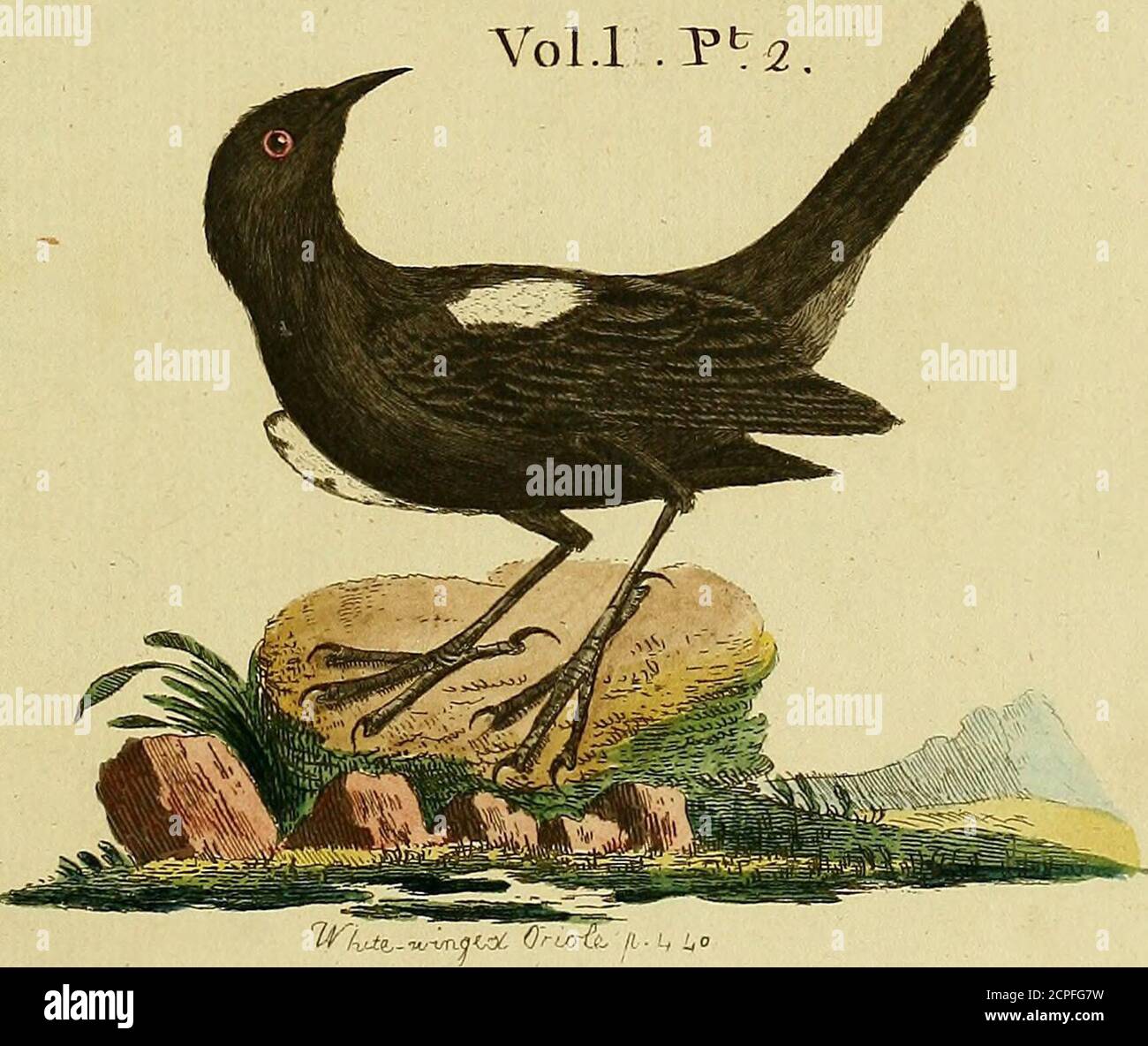 . A general synopsis of birds . &^^s3S&trcTTrl>.-^.C*>S/^ fF^^U » *5Kcrsi5a7r«. -JX#* ^feMRWZJi^TvAi Jes-vae* SMITHSONIAN INSTITUTION LIBRARIES ^Dflfl DD531fc.n fi crlsrb QL674.L35v. 1 pt. 2 A general synopsis of bird sta^V^Xi-JuL^r**** a-Tin vr .V:C/^;. L O N » ON:Printed for Ben].White. MBCCOXXII. fy ■- tM N ■ t 417 1 Genus XIV. ORIOLE. N° i. Black and yellow O. N° 24. Cheftnut and black 0 Var. A. 25. LefTer Bonana O. Var. B. 26. St. Domingo O. 2. Red-rumped 0. 27. Brafilian O. Var. A. 28. Yellow-winged O* 3. Crefted O. 29. White-winged O. Var. A. 30. Yellow-headed O. Var. B. 31. Scho Stock Photo