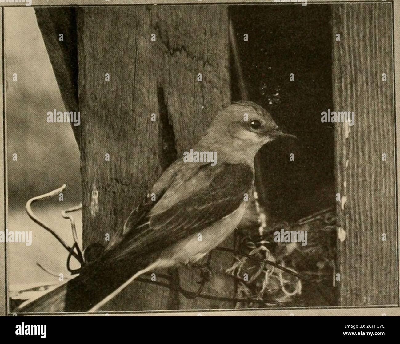 . The birds of Washington; a complete, scientific and popular account of the 372 species of birds found in the state . x .68 ( 23.6 x 17.3 ). Season: first week in June ; one brood. General Range.—Western United States, north regularly to southern BritishColumbia, occasionally to Alberta, Assiniboia, and Manitoba, north to westernMinnesota, eastern Nebraska, ami western Texas, breeding thruout range, andsouth to Chihuahua, Mexico; south in winter thru Mexico to highlands ofGuatemala. Range in Washington.—Common summer resident east of the Cascades,rare or casual on the West-side. Migrations.—S Stock Photo