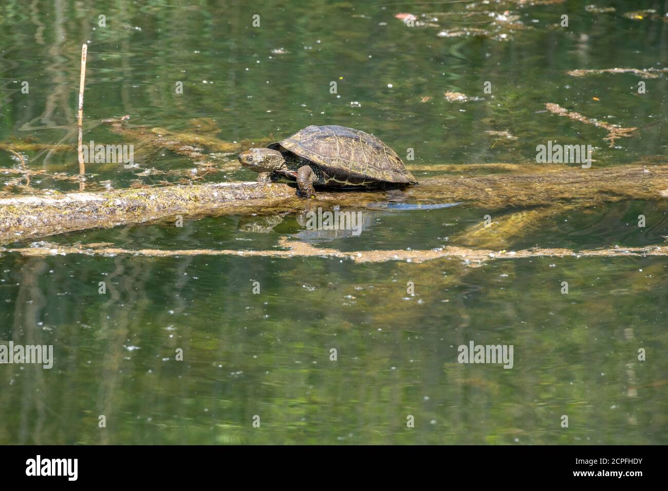 Germany, Baden-Württemberg, Karlsruhe, Oberwaldsee. Turtles, Testudinata, or Testudines. European pond turtle (Emys orbicularis). Stock Photo
