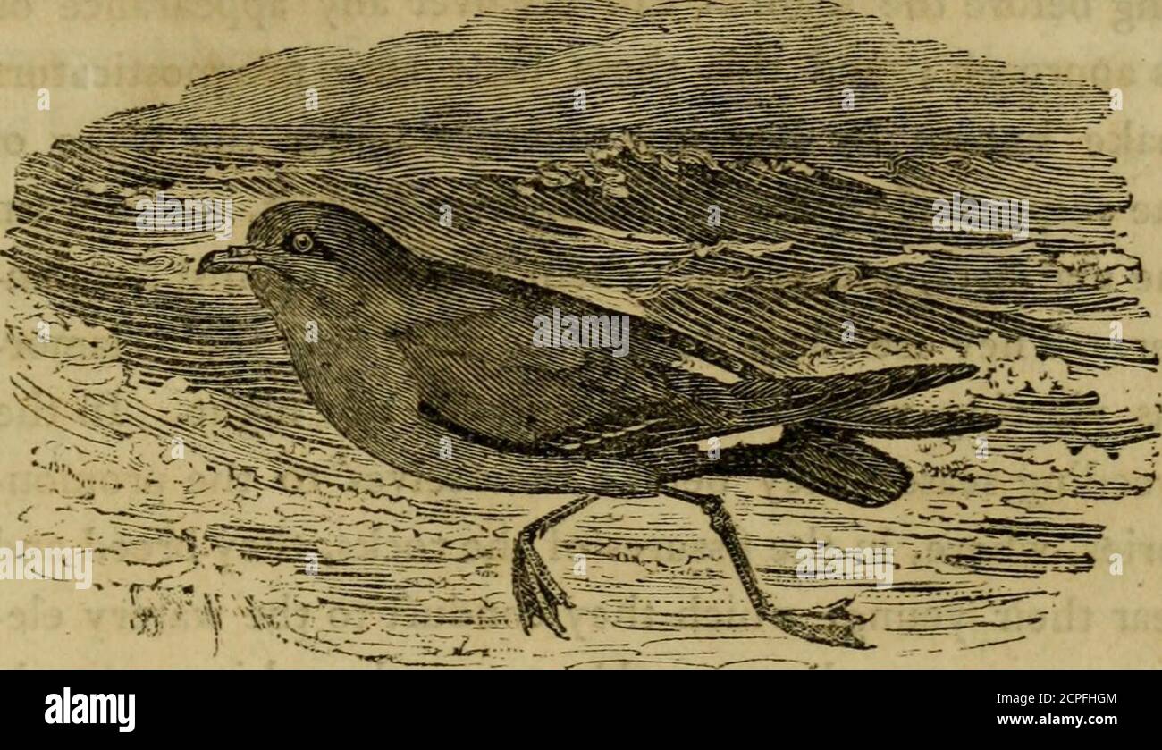 . A history of British birds : the figures engraved on wood . BRITISH BIRDS. 223. THE STORMY PETREL. STORM FINCH, OR LITTLE PETREL.{^Procellariapelagtca, Lin.—UOlfeau de Temphet Buff.) This is the least of all the web-footed birds, measuringonly about six inches in length, and thirteen in breadth.The bill is half an inch long, hooked at the tip ; the nos-trils tubular. The upper parts of the plumage are black,sleek, and glossed with bluish refledlions: the brow,cheeks, and under parts, sooty brown: the rump, andsome feathers on the sides of the tail, white : legs slender,black, and scarcely an Stock Photo