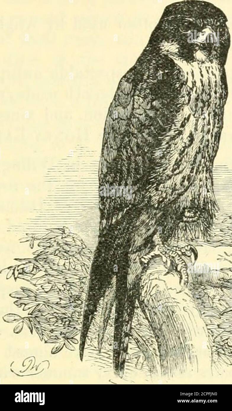 . A dictionary of birds . comes further north than the countries ^ According to Mr. Quelch