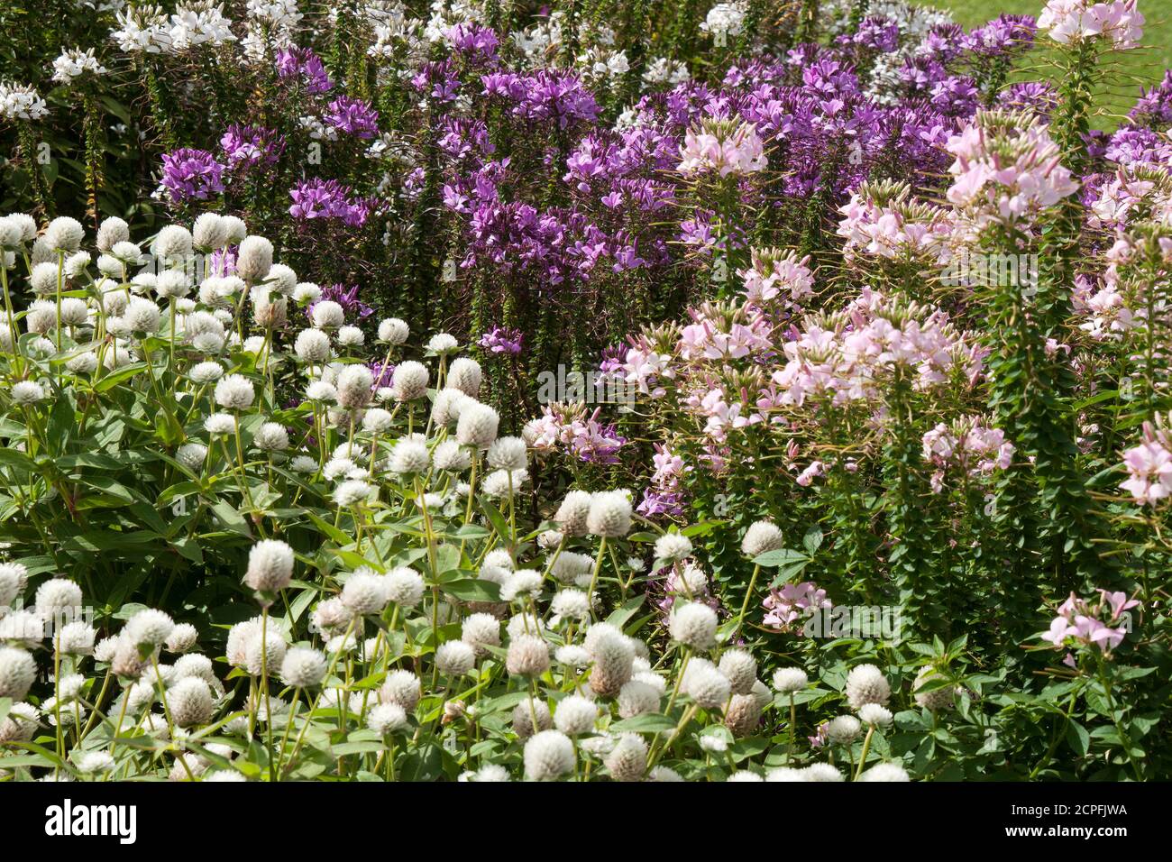 Sydney Australia, pink and purple cleome or spider flowers with white globe amaranth flowers Stock Photo