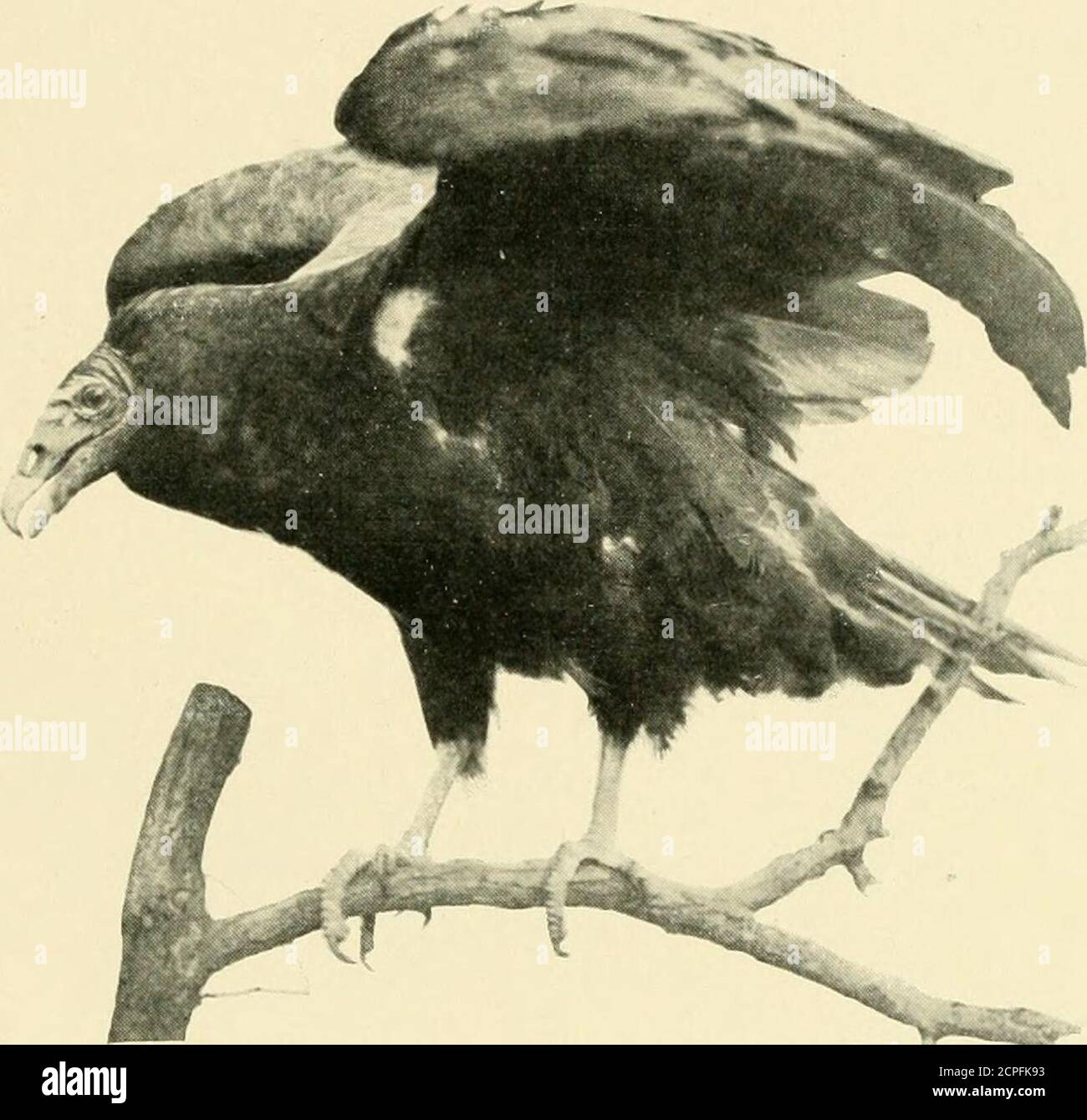 Whitesuits hires stock photography and images Alamy