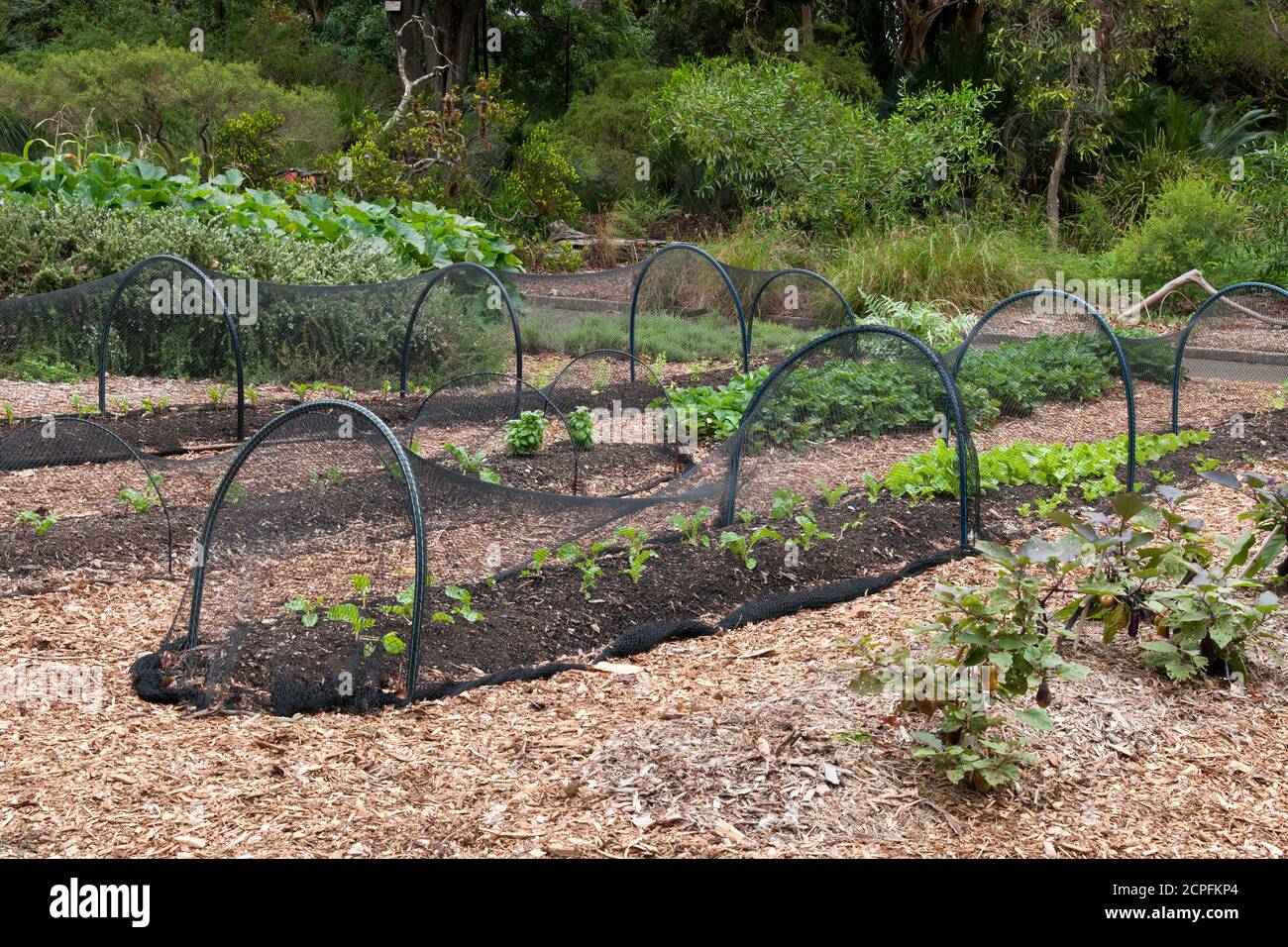 Sydney Australia, rows of plants with netting in a vegetable garden Stock Photo Alamy