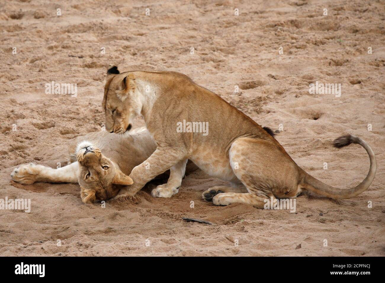 Two lionesses play in a river bed in the Singita Grumeti Game Reserve, Tanzania, October 7, 2018. Picture taken October 7, 2018. REUTERS/Baz Ratner Stock Photo