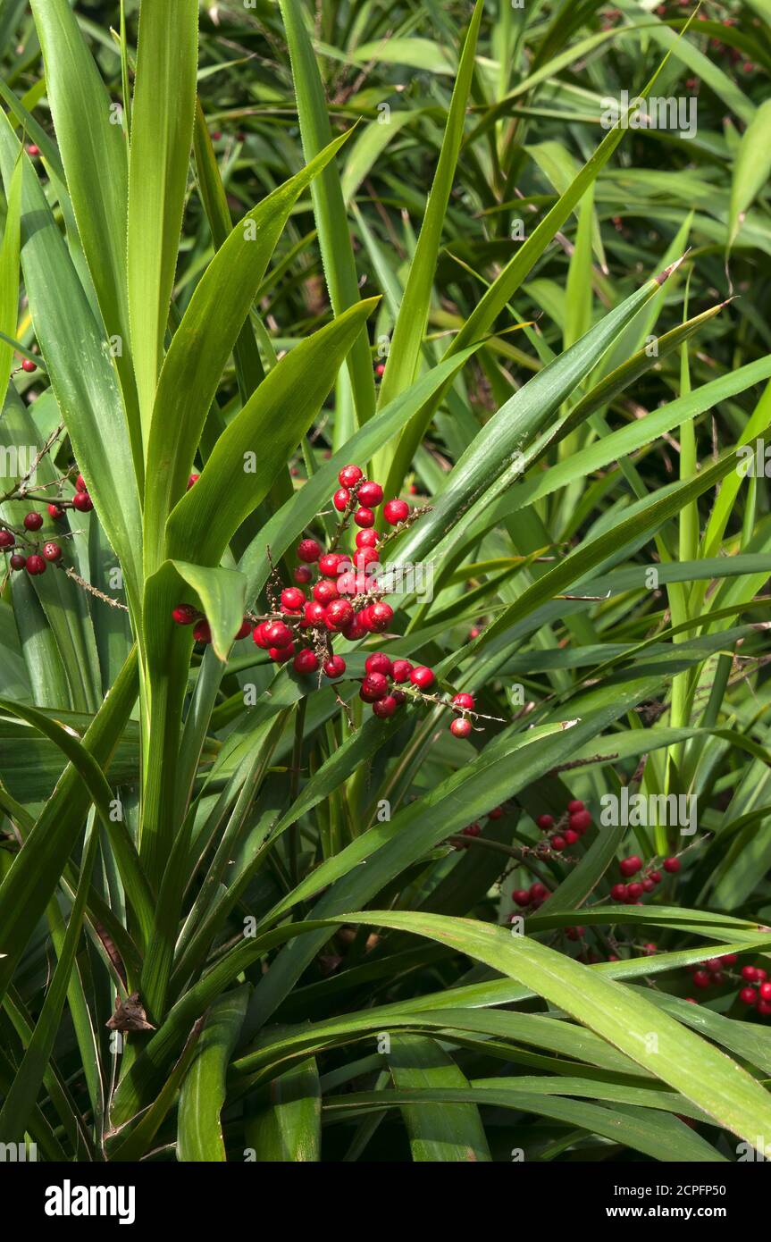 Sydney Australia, red berries or fruit of a cordyline congesta known as a narrow-leaved palm lily which is an australian native plant Stock Photo