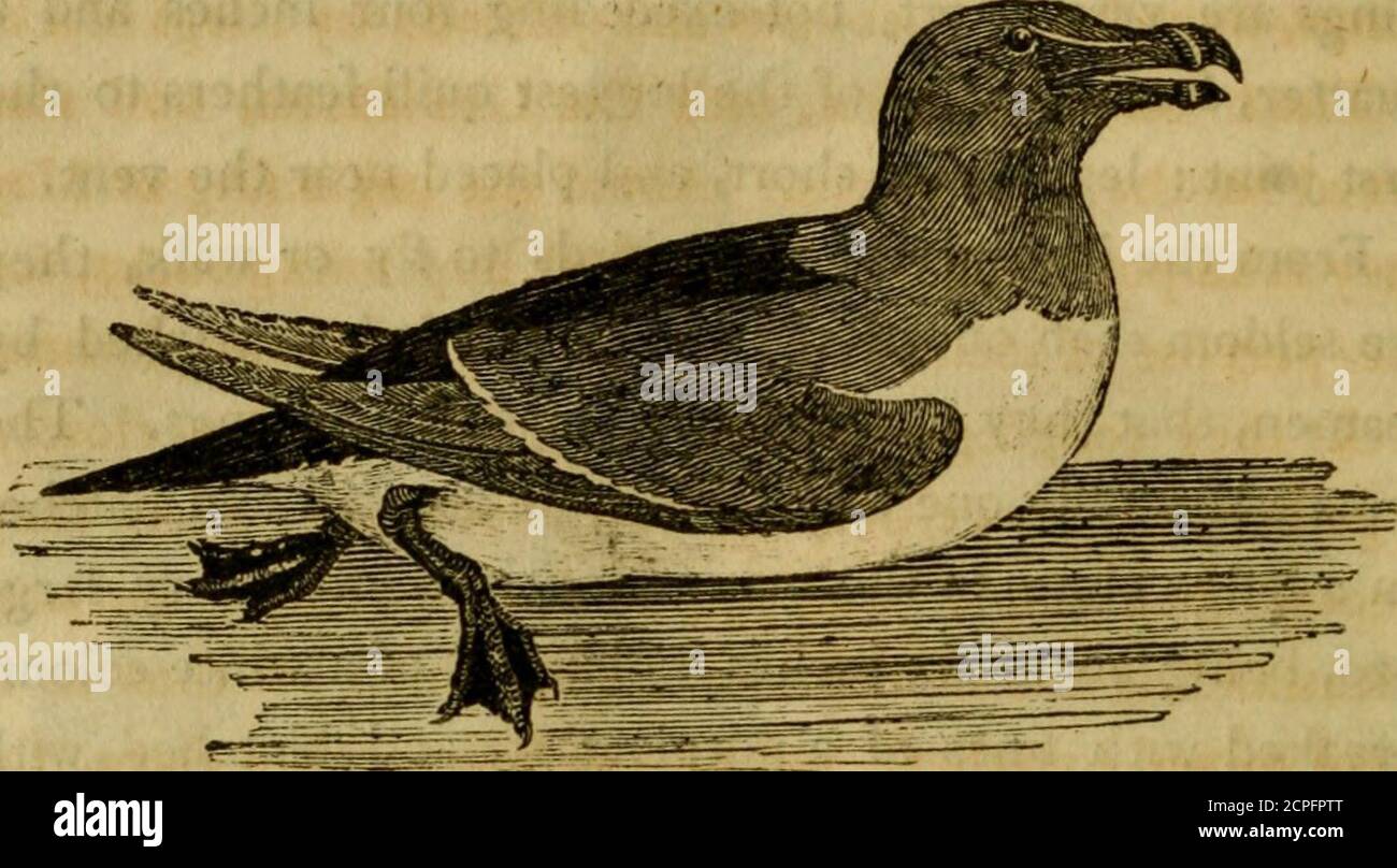 Tail longer than bird hi-res stock photography and images - Page 2 - Alamy Tail longer than bird hi-res stock photography and images - Page 2 - Alamy