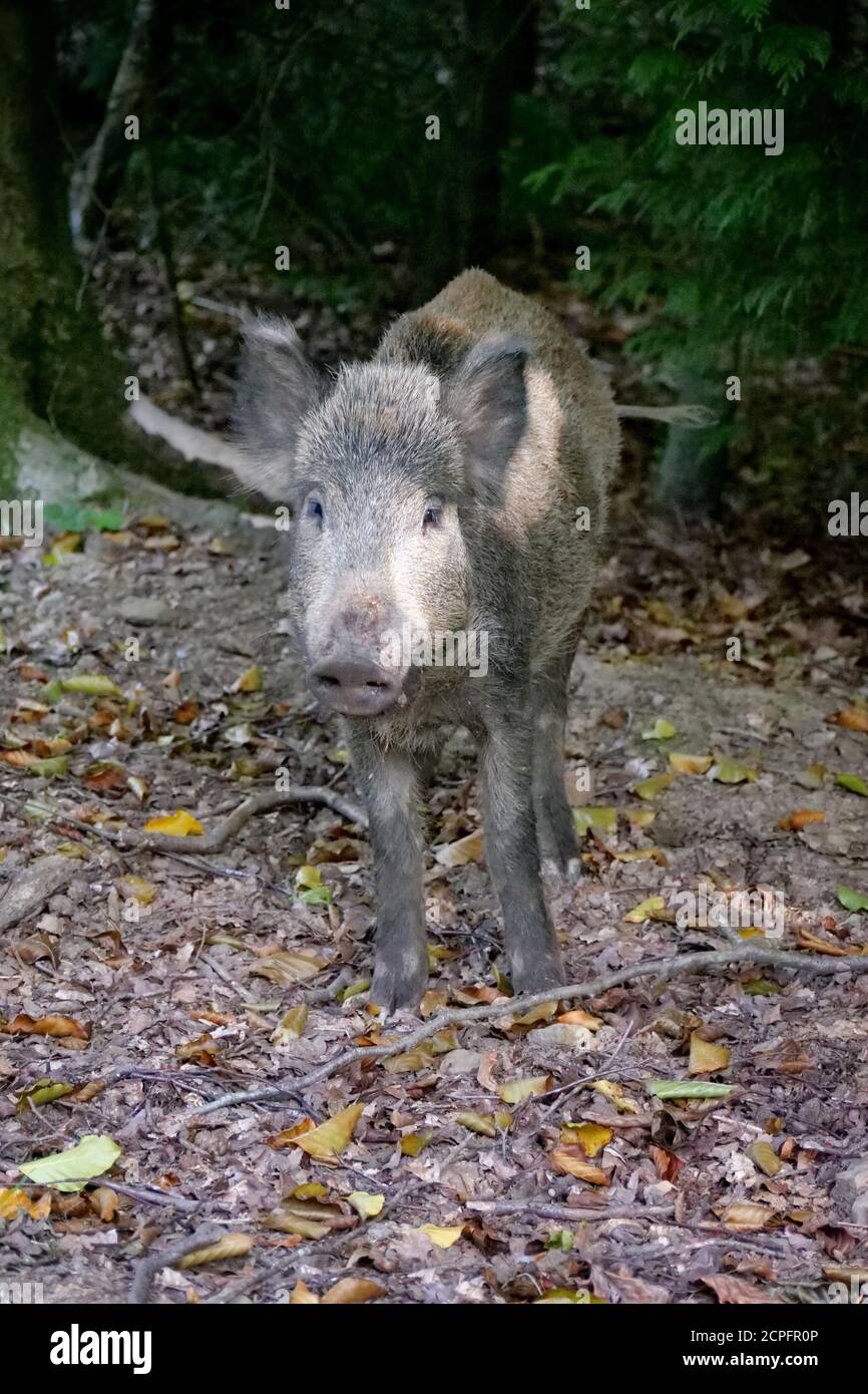 A wild boar in the Forest of Dean, near Parkend, Gloucestershire. The boar population in the forest is the largest in England. Photo by Andrew Higgins Stock Photo