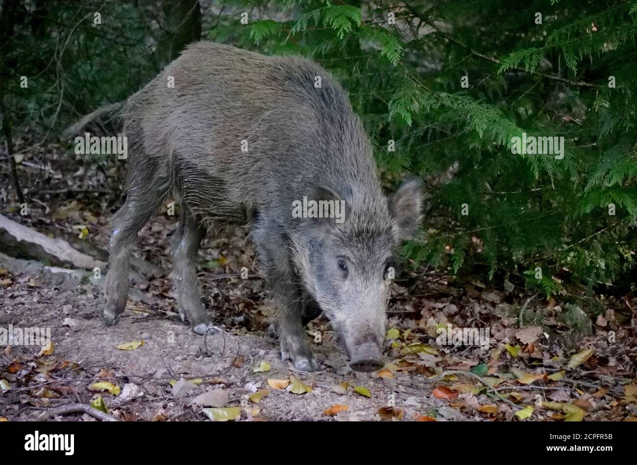 A wild boar in the Forest of Dean, near Parkend, Gloucestershire. The boar population in the forest is the largest in England. Photo by Andrew Higgins Stock Photo