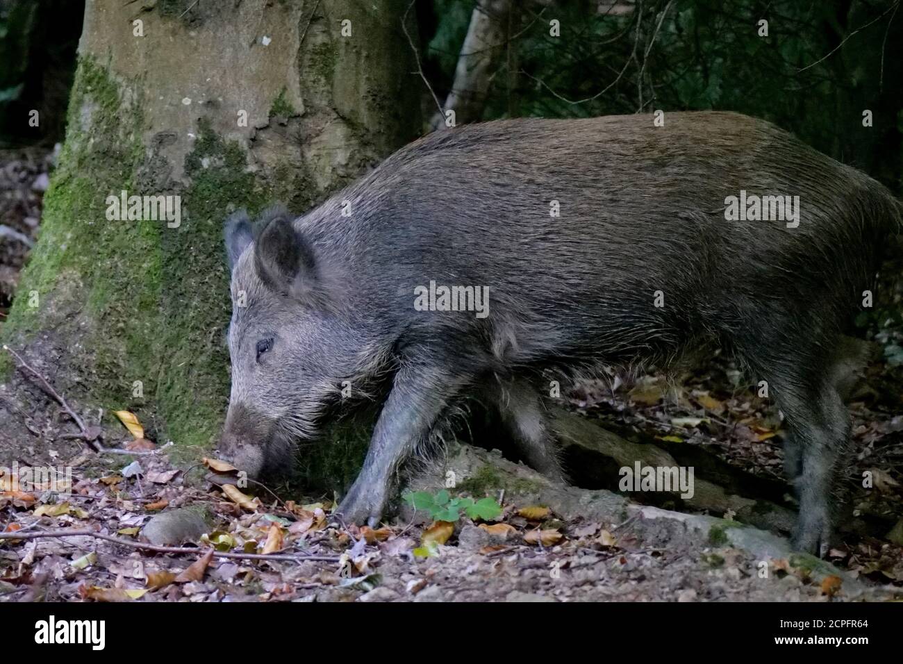 A wild boar in the Forest of Dean, near Parkend, Gloucestershire. The boar population in the forest is the largest in England. Photo by Andrew Higgins Stock Photo