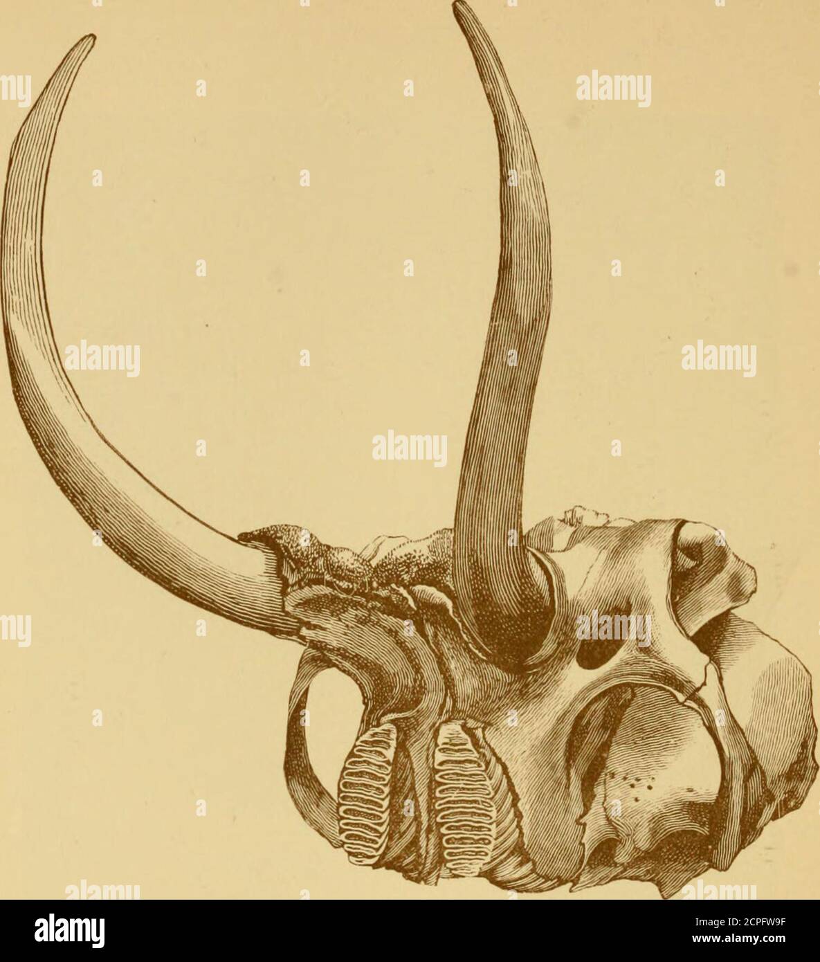 Records of big game : with their distribution, characteristics, dimensions,  weights, and horn & tusk measurements . Fivm a PkotOj^nif/l by Mr. Hales,  Ktattiiig. Skull and Horns of White  by
