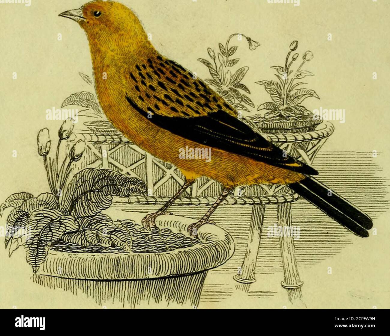 . A practical treatise on British song birds : in which is given every information relative to their natural history, incubation, &c. : together with the method of rearing and managing both old and young birds / . llowing treatise,as showing either elegance of thought, orpurity of diction, but merely as the resultof many years experience, which, from timeto time, I have put together at my leisuremoments. JOSEPH NASH. 39, Great Windmill Street,Haymarket. 3Iayl, 1824. TABLE OF CONTENTS. The Canary page 1 The Goldfinch 30 The Bullfinch 34 The Linnet 38 The Aberdevine 43 The Redpole 45 The Blackbi Stock Photo
