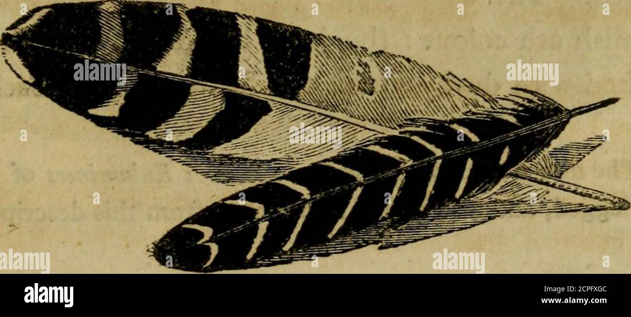 . A history of British birds : the figures engraved on wood . arker brown : the secondariesand tertials are very long: the insides of the wings aredusky, edged with white grey; and the inside covertsnext the body are curiously barred, from the shaft ofeach feather to the edge, with narrow white lines, formednearly of the shape of two sides of a triangle. The belly,vent, tail coverts, and tail, are white; the last broadlybarred with black, the middle feathers having four bars,and those next to them decreasing in the number of barstowards the outside featliers, which are quite plain : thelegs ar Stock Photo