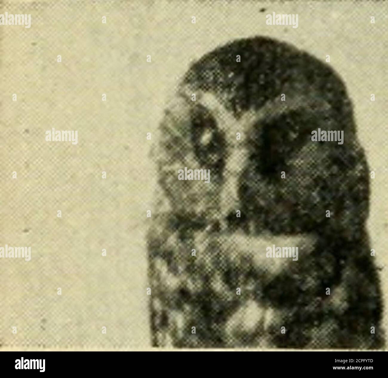 Cryptoglaux acadica hi-res stock photography and images - Alamy