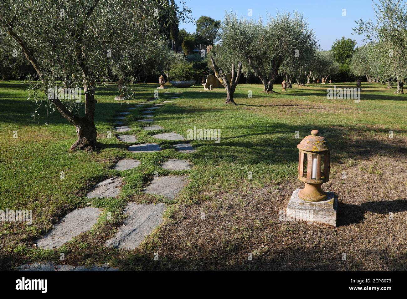 Garden of Olive trees in Tuscany, Italy Stock Photo