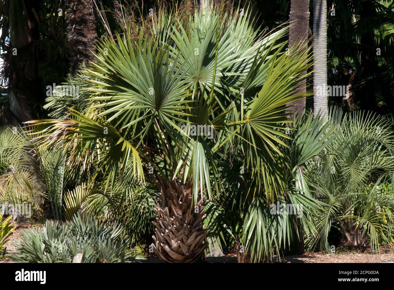 Palm tree leaves sunshine hi-res stock photography and images - Alamy