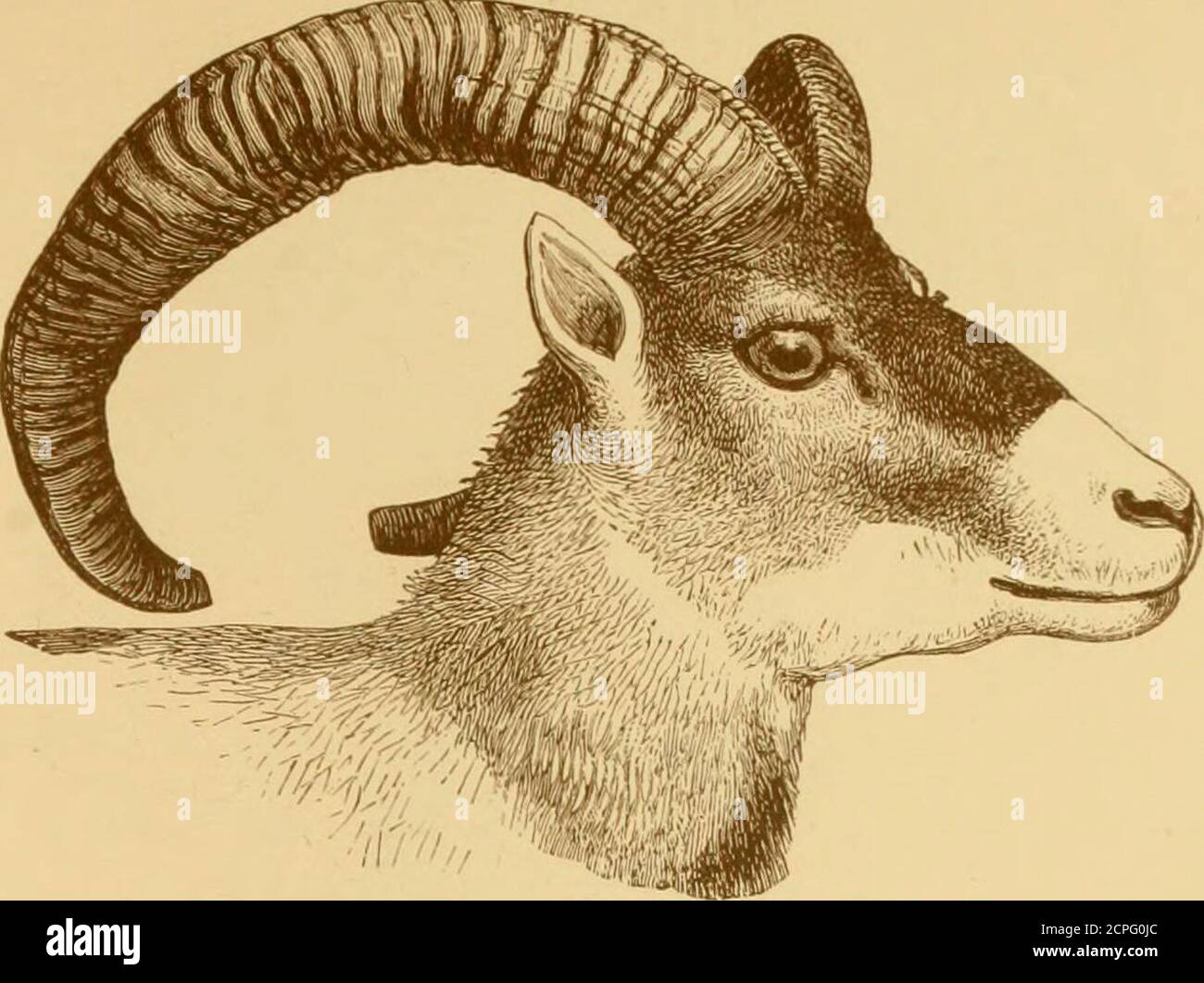 Records of big game : with their distribution, characteristics, dimensions,  weights, and horn & tusk measurements . „ ,•. n c ? c 1 ip to Tip.  J^ocality. Owner, front curve.