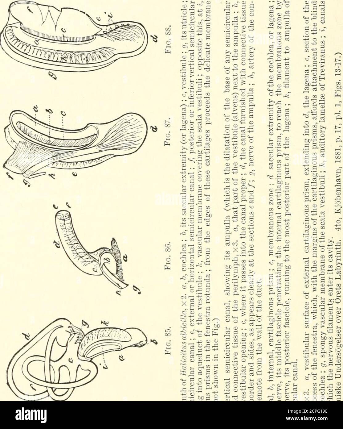 Cochlea bony cochlear wall hi-res stock photography and images - Alamy