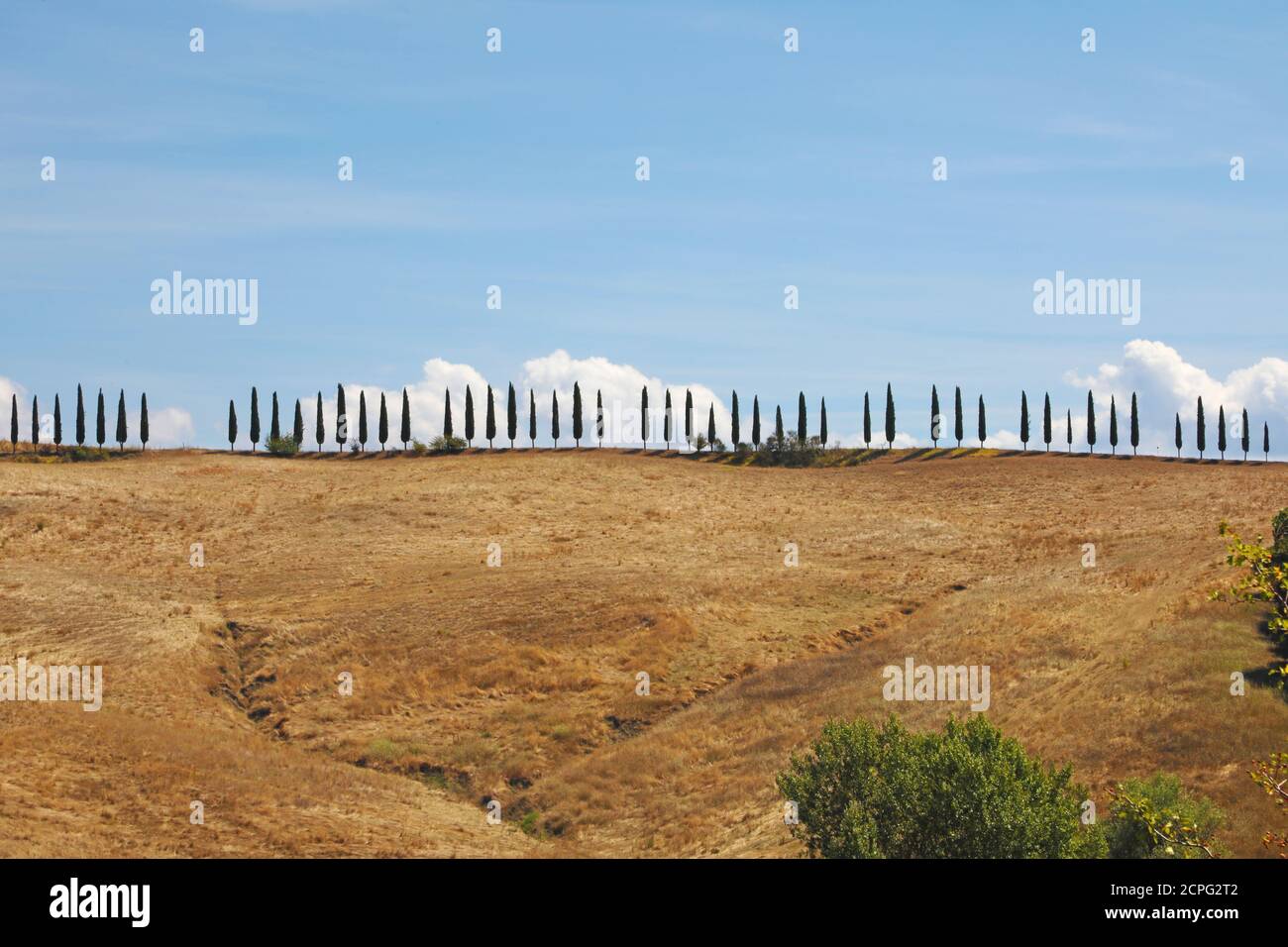 Tuscan cypresses along a hill ridge Stock Photo